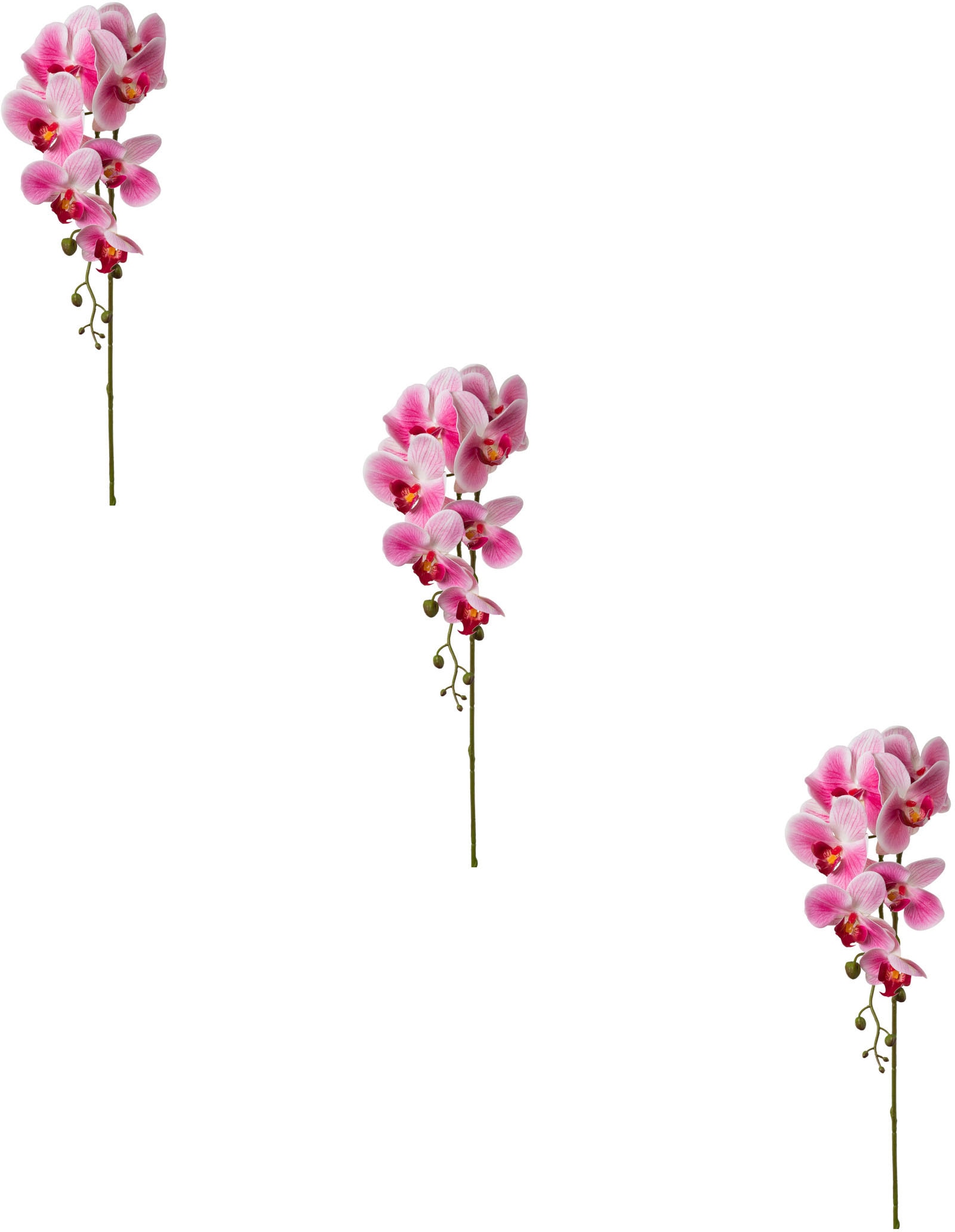 Creativ green "Orchidee Phalaenopsis"