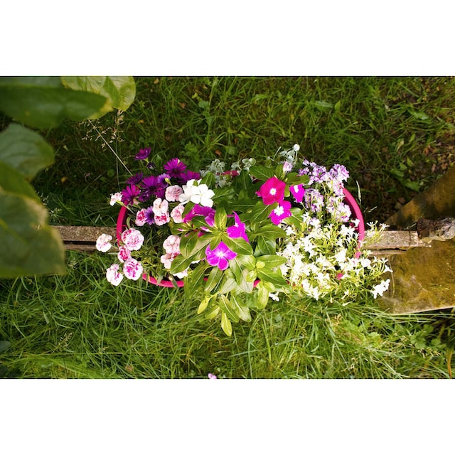 KHW Balkonkasten »Flowerclip XL«, (Set, 2 St.), BxcTxH: 58x27x28 cm kaufen  | BAUR