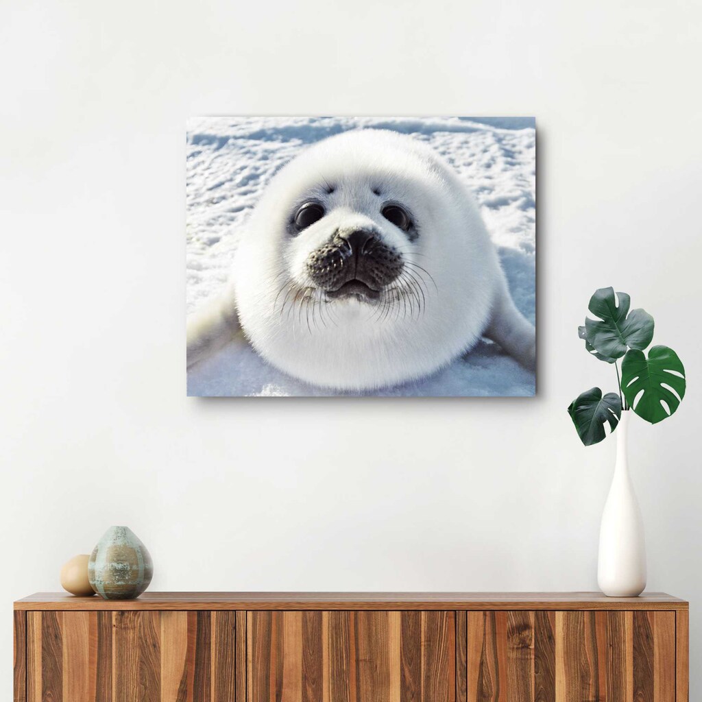 Reinders! Wandbild »Wandbild Seehund Junge Wattenmeer - Heuler - Niedlich«, Tiere, (1 St.)