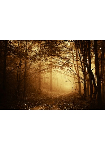 Papermoon Fototapetas »Dunkler Wald«