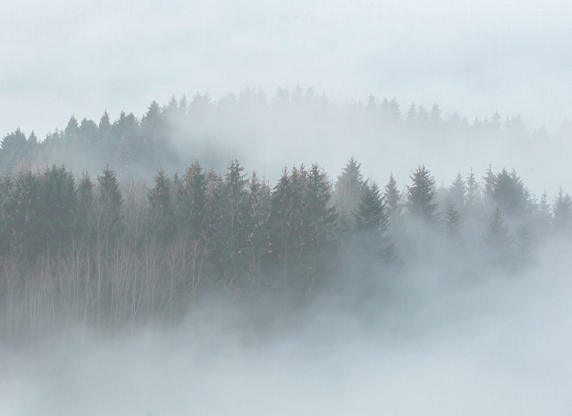 living walls Fototapete "Designwalls Misty Forest" glatt Vlies, Wand, Schräge, Decke