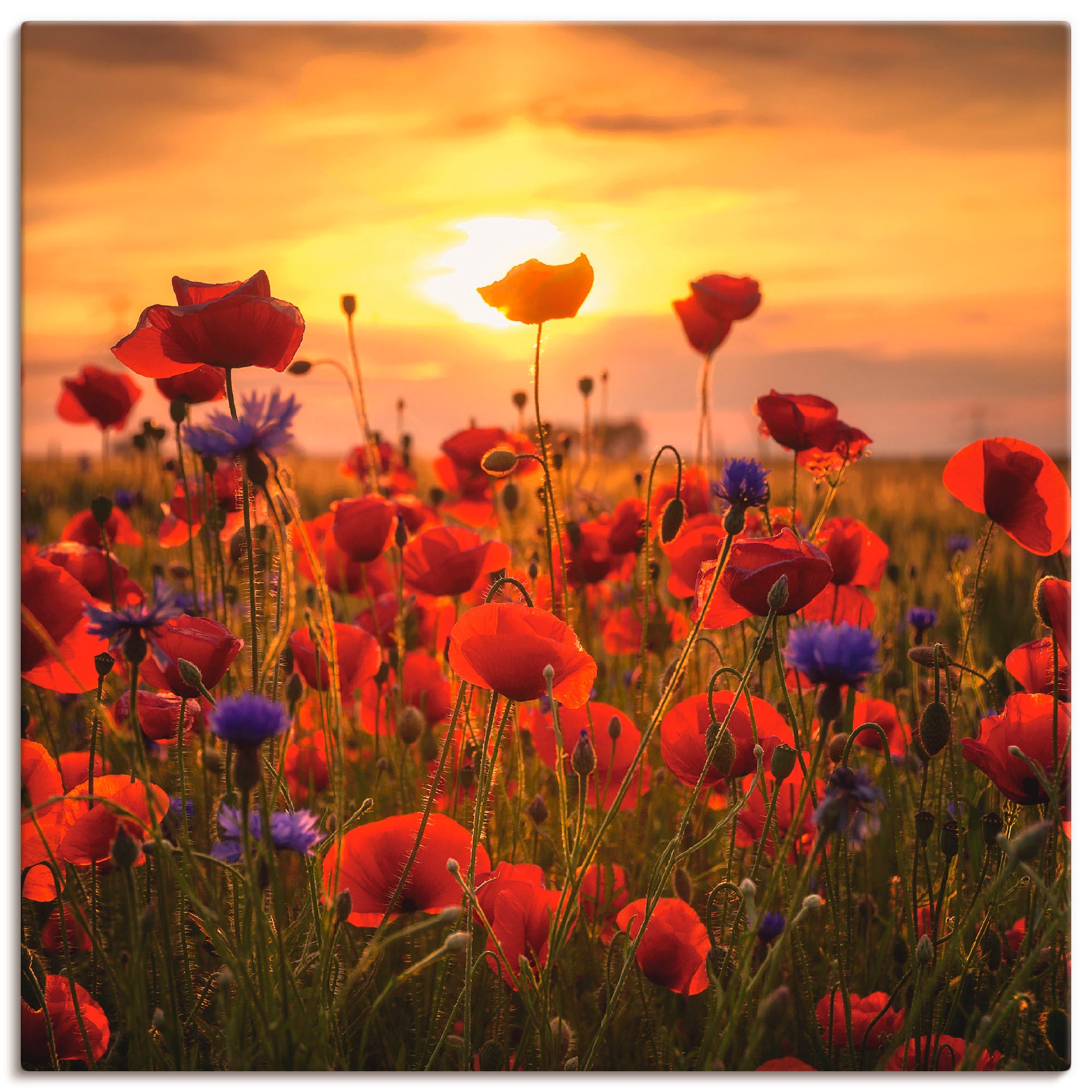 Artland Leinwandbild "Mohnblumen im Abendlicht" Blumen 1 Stk. tlg. auf Holzrahmen gespannt