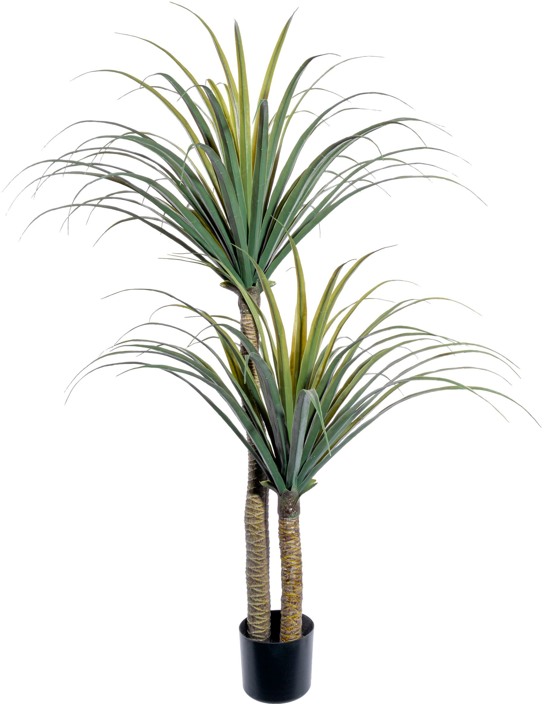 Creativ green Künstliche Zimmerpflanze "Dracaena draco"