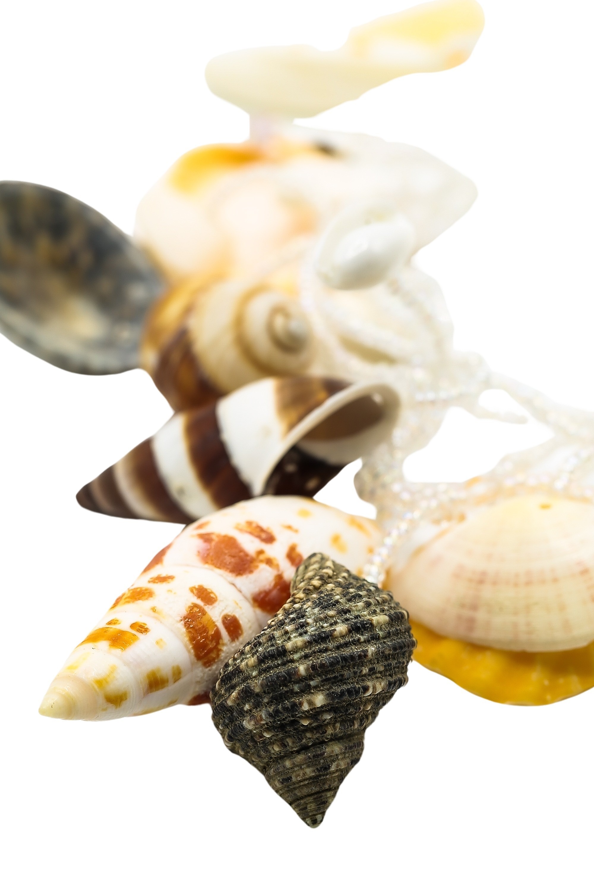 COLLEZIONE ALESSANDRO Lange Kette »Sea«, mit vielen echten Muscheln