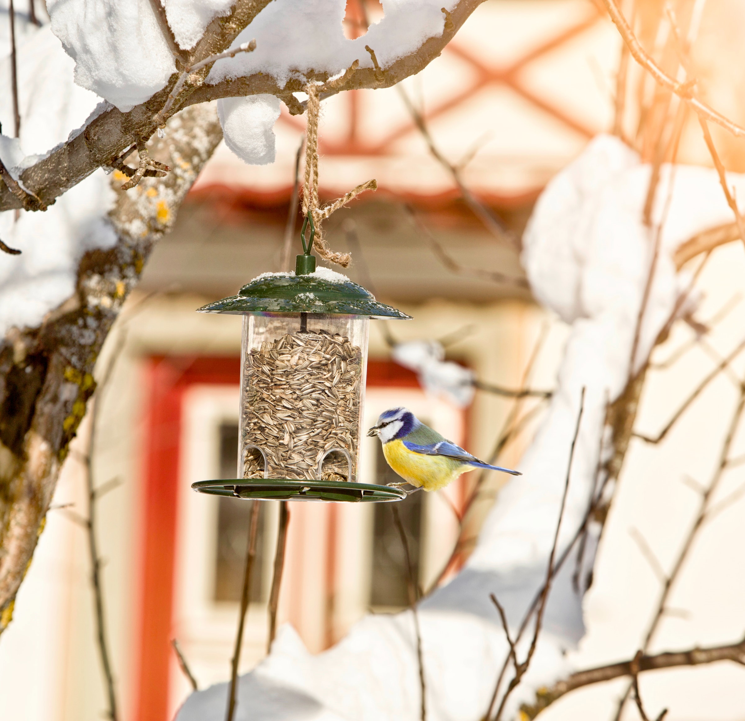 Windhager Futterhaus »Vogelhaus Compact« BxTxH: 17,5x17,5x23 cm