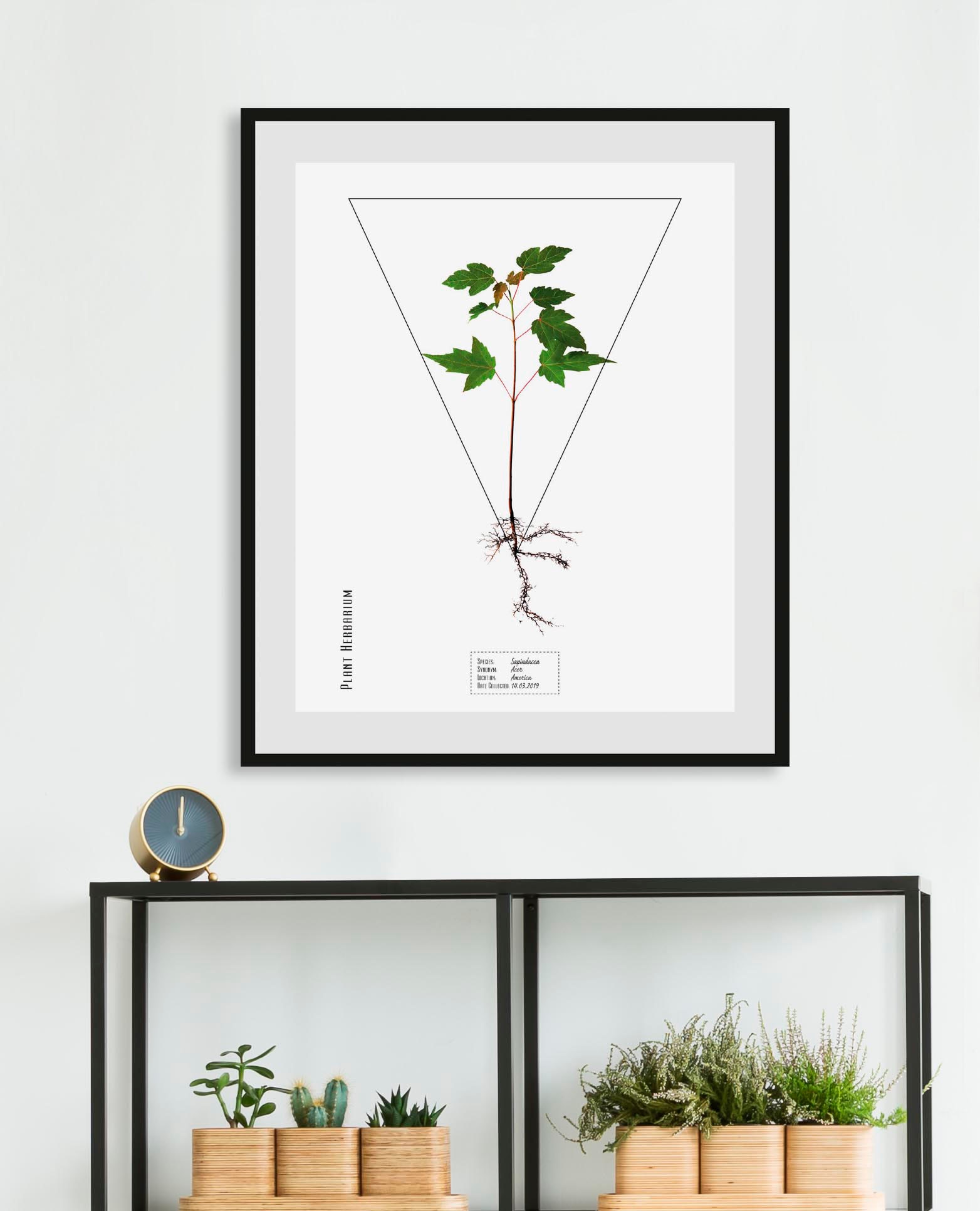 queence Bild "Sapindacea", Pflanzen-Pflanzenbilder-Schriftzug, (1 St.), HD günstig online kaufen