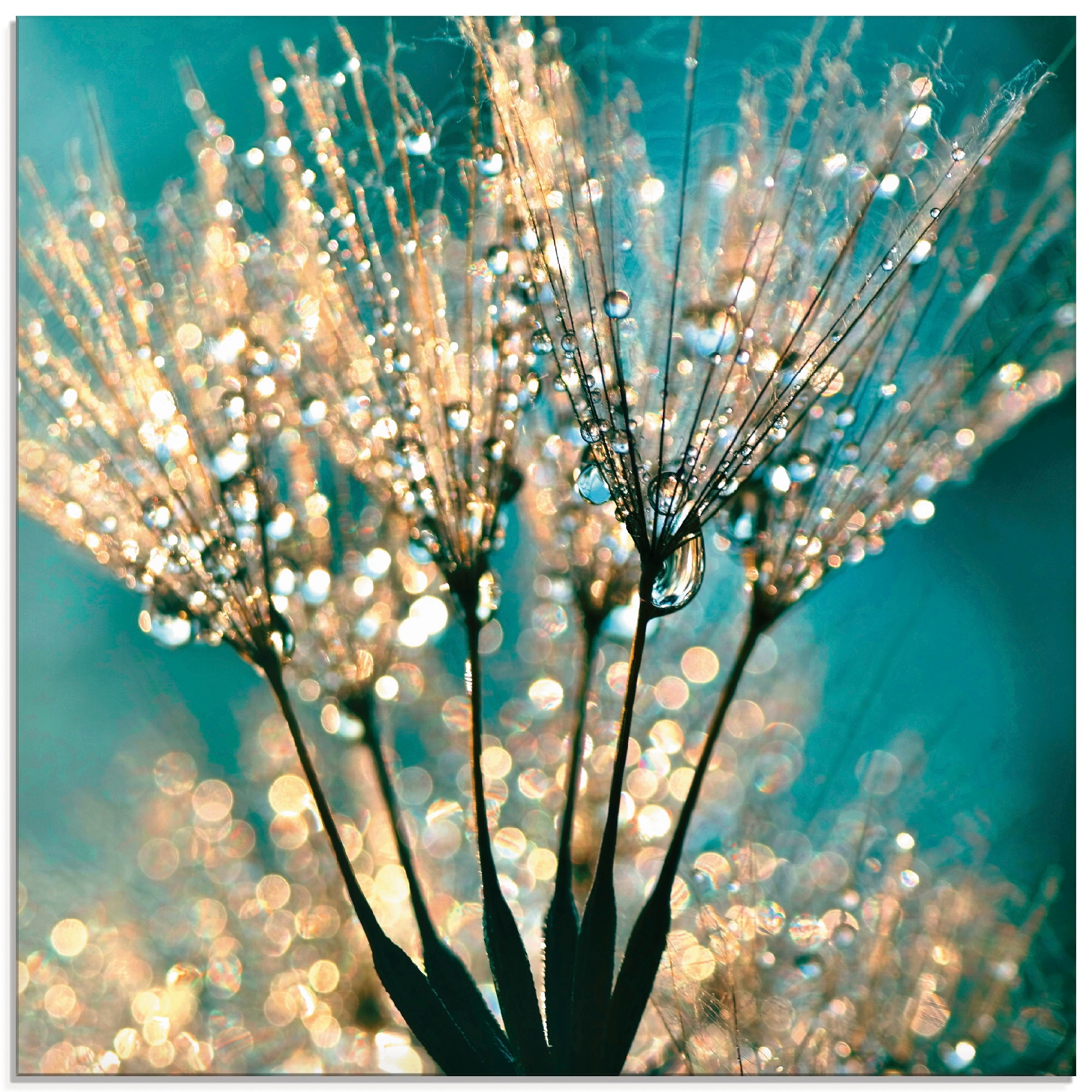 Artland Glasbild "Pusteblume Schirmchen abstrakt" Blumen 1 Stk. tlg. in ver günstig online kaufen