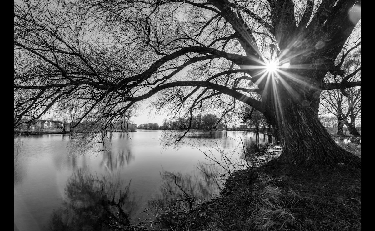 Papermoon "Baumsee Sonnenaufgang"
