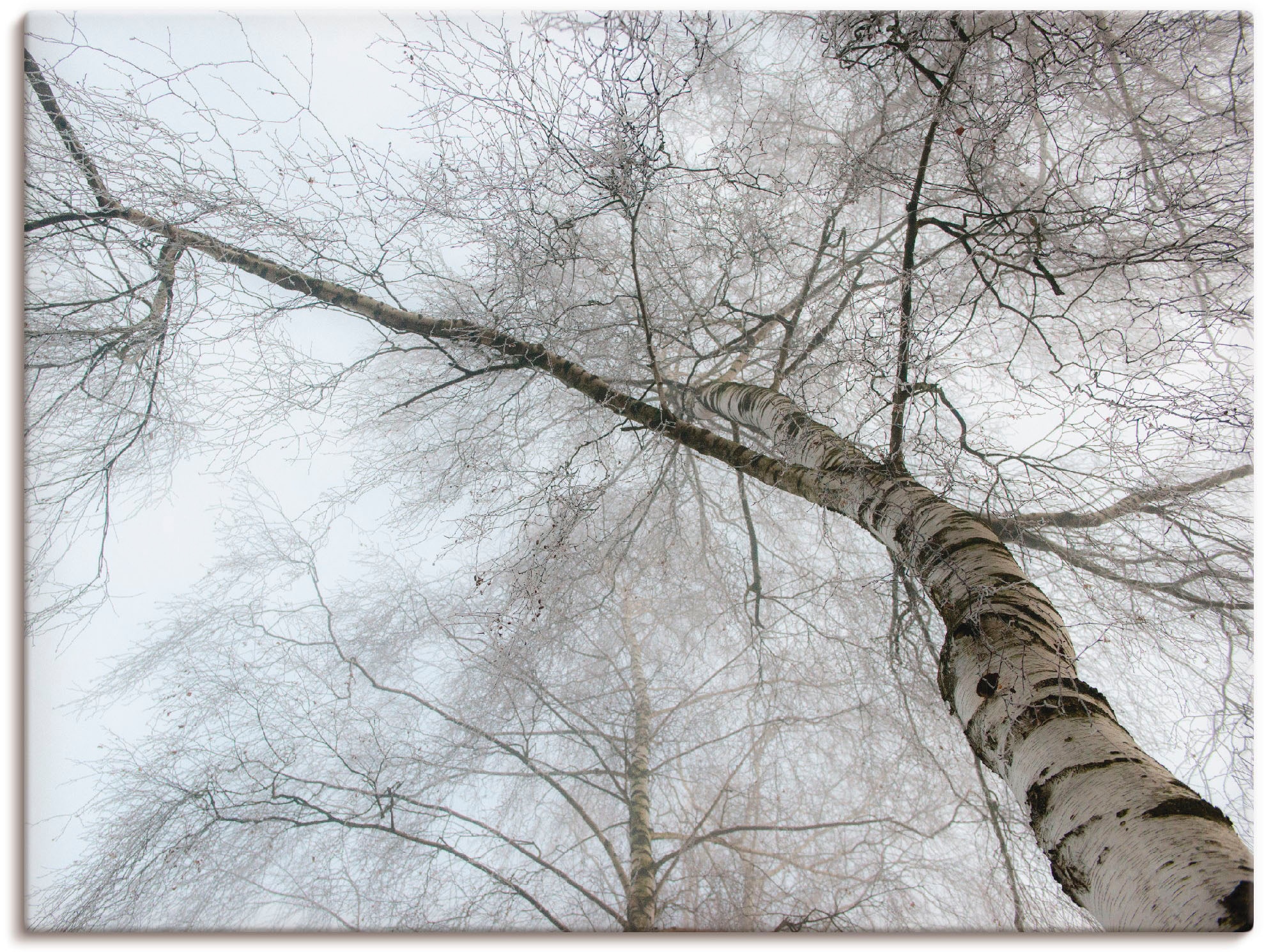 Black Friday Artland Wandbild »Winter Birke«, Bäume, (1 St.), als  Leinwandbild, Wandaufkleber oder Poster in versch. Größen | BAUR
