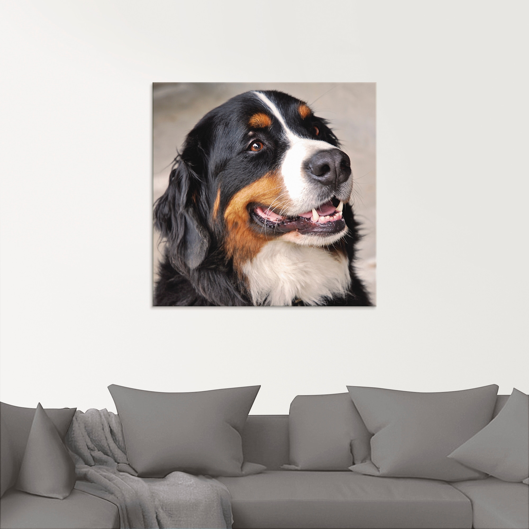 verschiedenen (1 in | Artland »Berner Sennenhund«, Glasbild bestellen Größen BAUR Haustiere, St.),