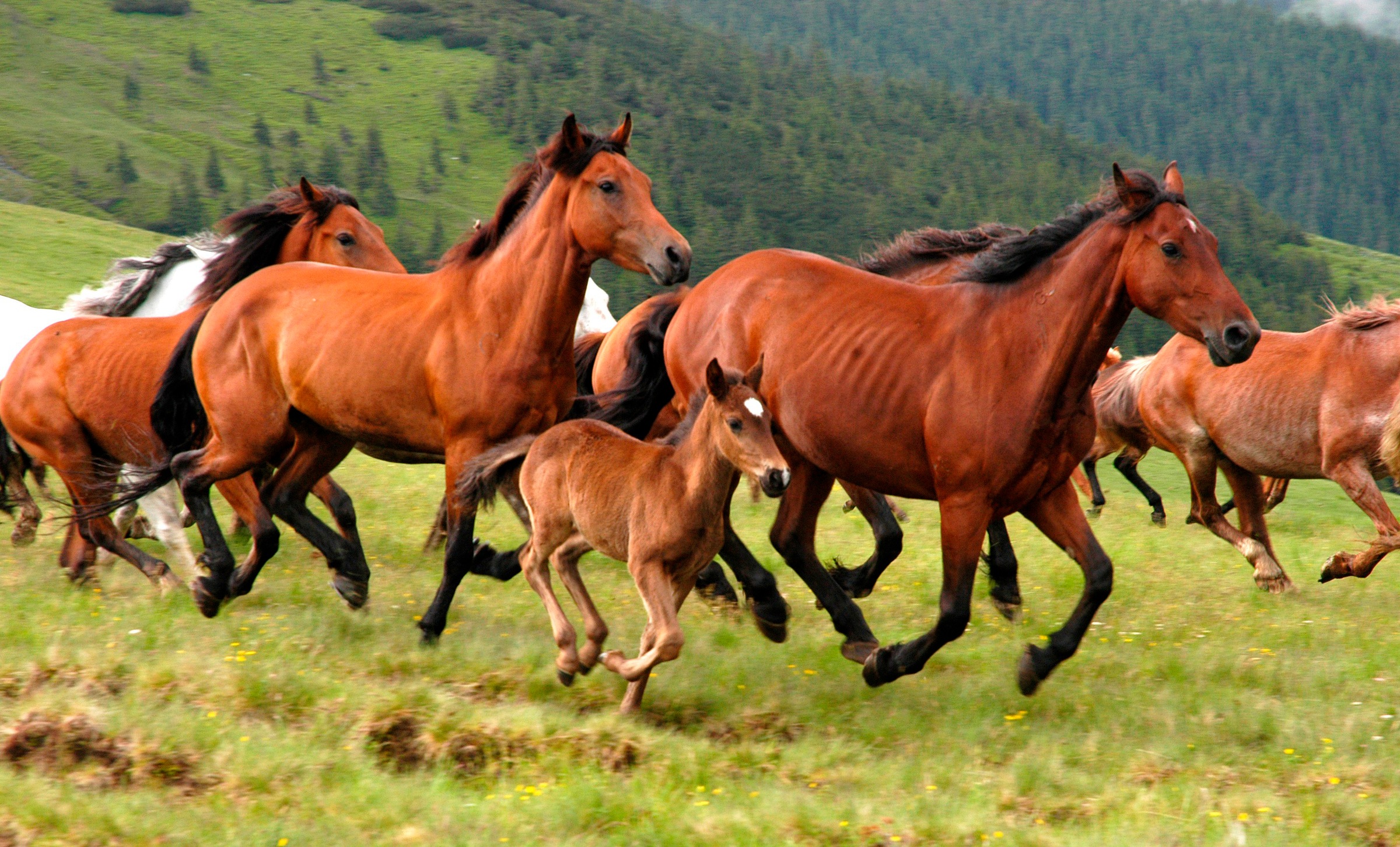 Papermoon Fototapete "Wild Horses" glatt