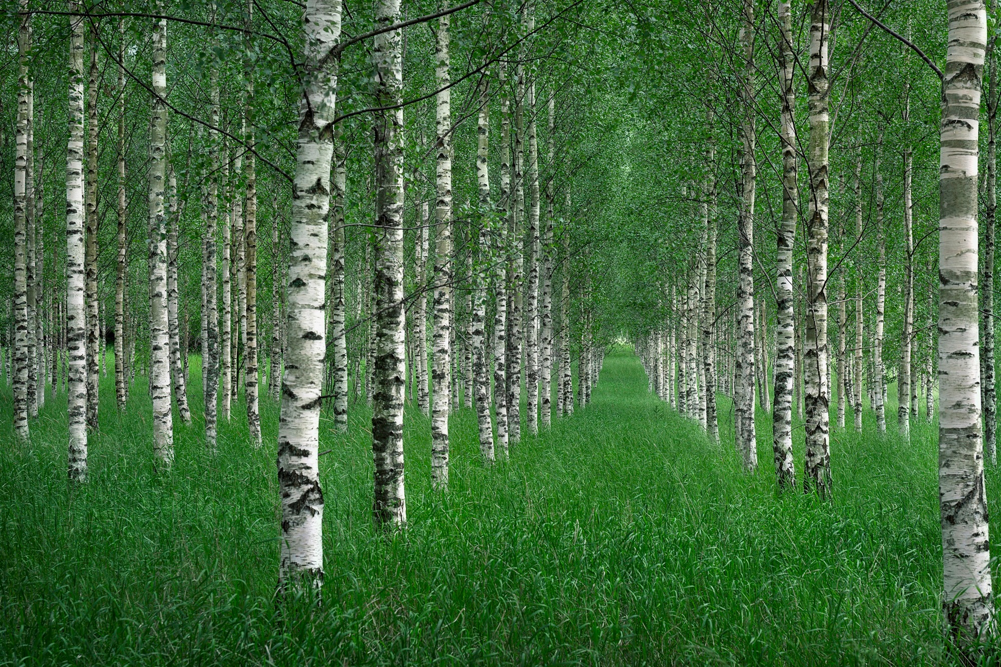 Papermoon Fototapete »Photo-Art  CHRISTIAN LINDSTEN, DER TUNNEL«