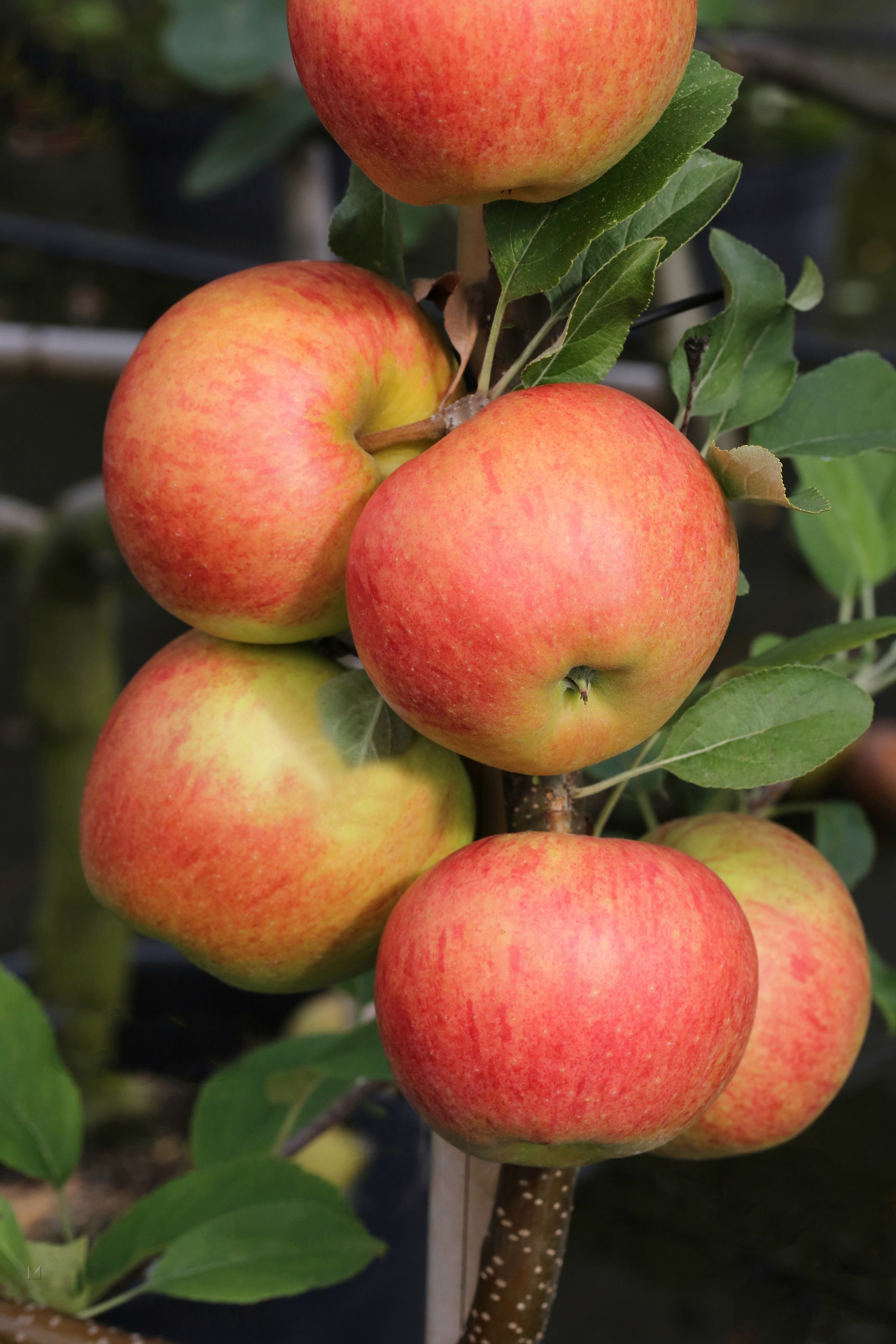 BCM Obstpflanze »Apfel 'Elster'«, (1 St.), Höhe: 80-100 cm, 1 Pflanze kaufen