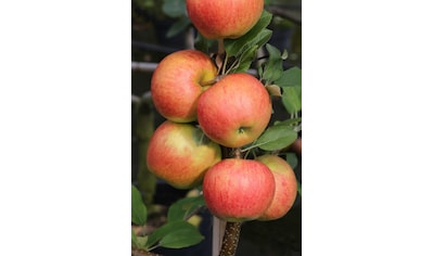 Obstpflanze »Apfel 'Elster'«, (1 St.), Höhe: 80-100 cm, 1 Pflanze