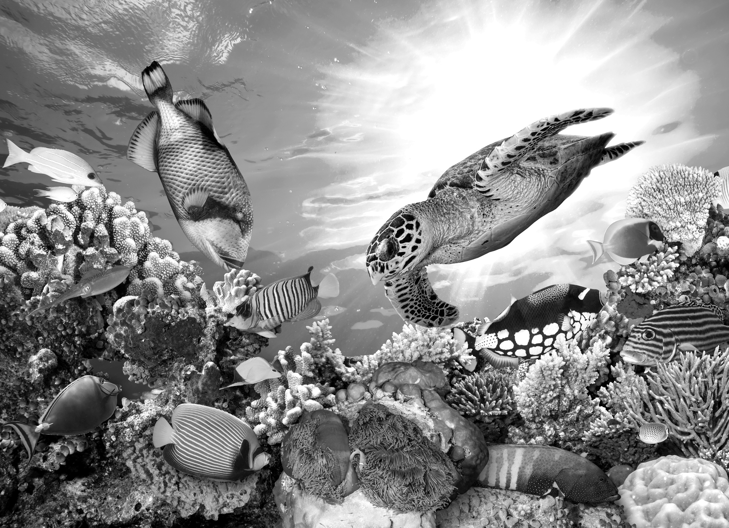 Papermoon Fototapete »Korallenriff Schwarz & Weiß«