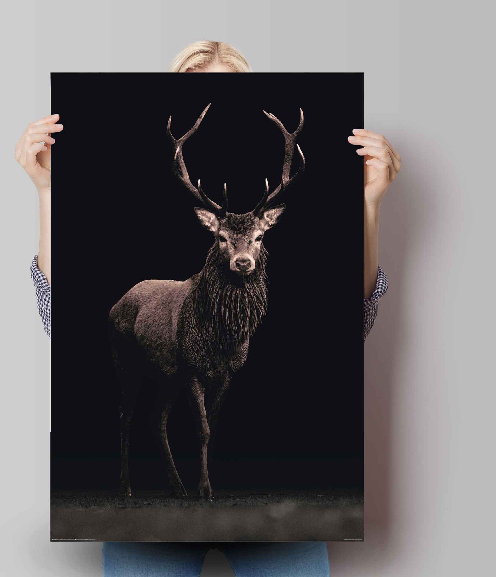 Reinders Poster "Poster Hirsch", Hirsche, (1 St.) günstig online kaufen