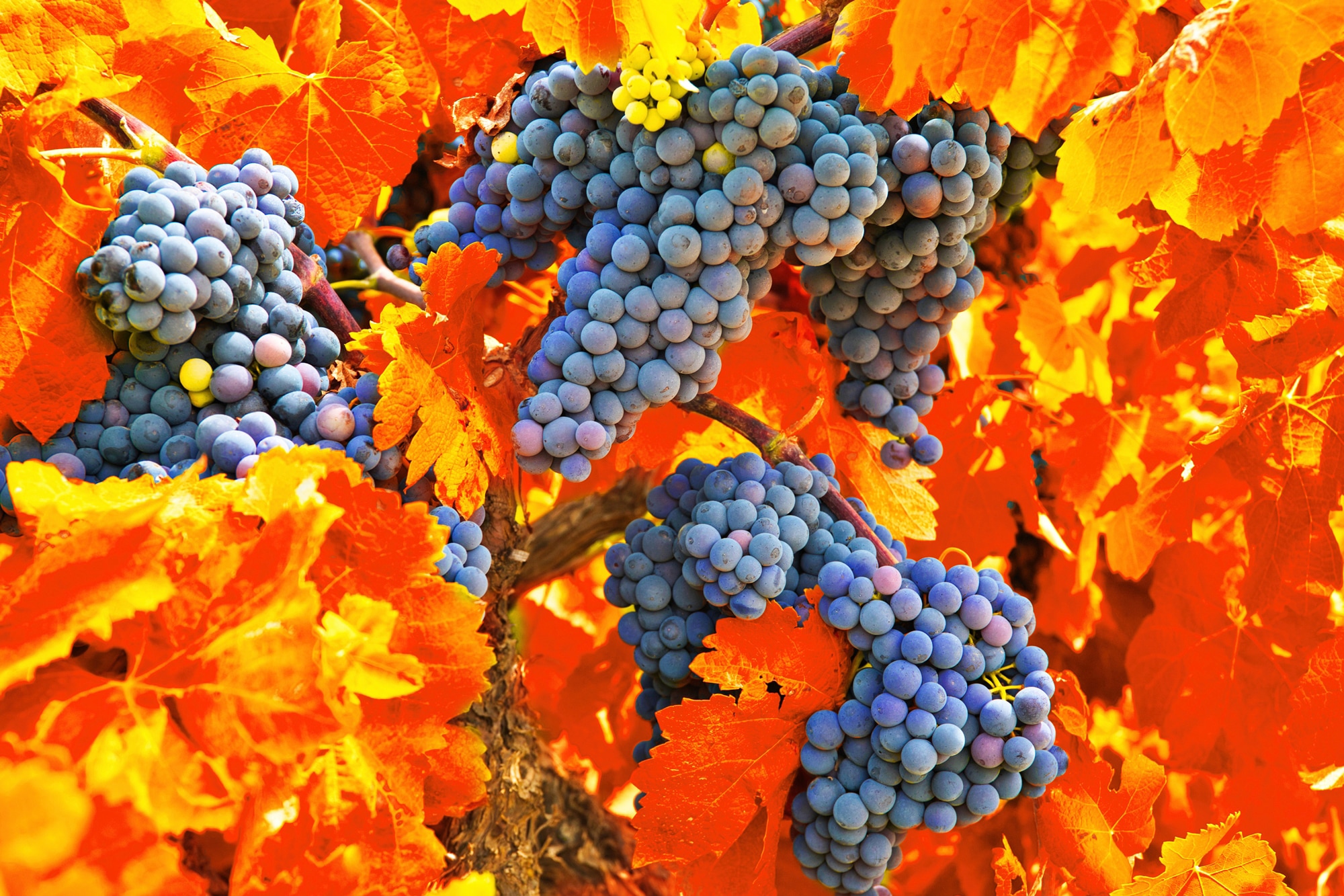 Papermoon Fototapete "TRAUBEN-STRAUBE-WEIN PFLANZEN MUSTER DEKOR BLUMEN MAKRO"