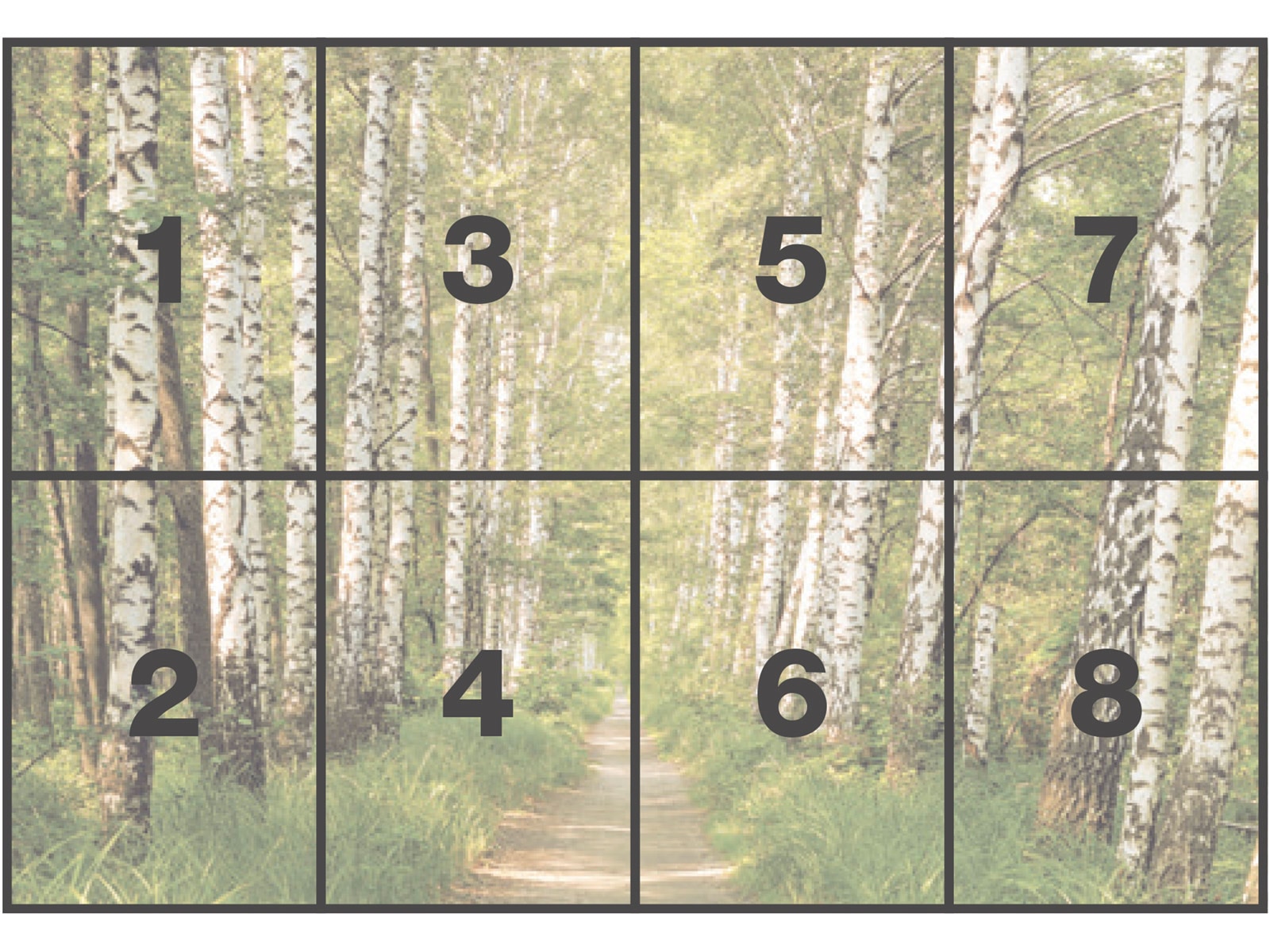 Komar Fototapete »Papier Fototapete - Birkenwald - Größe 368 x 254 cm« Motiv | bedruckt glatt