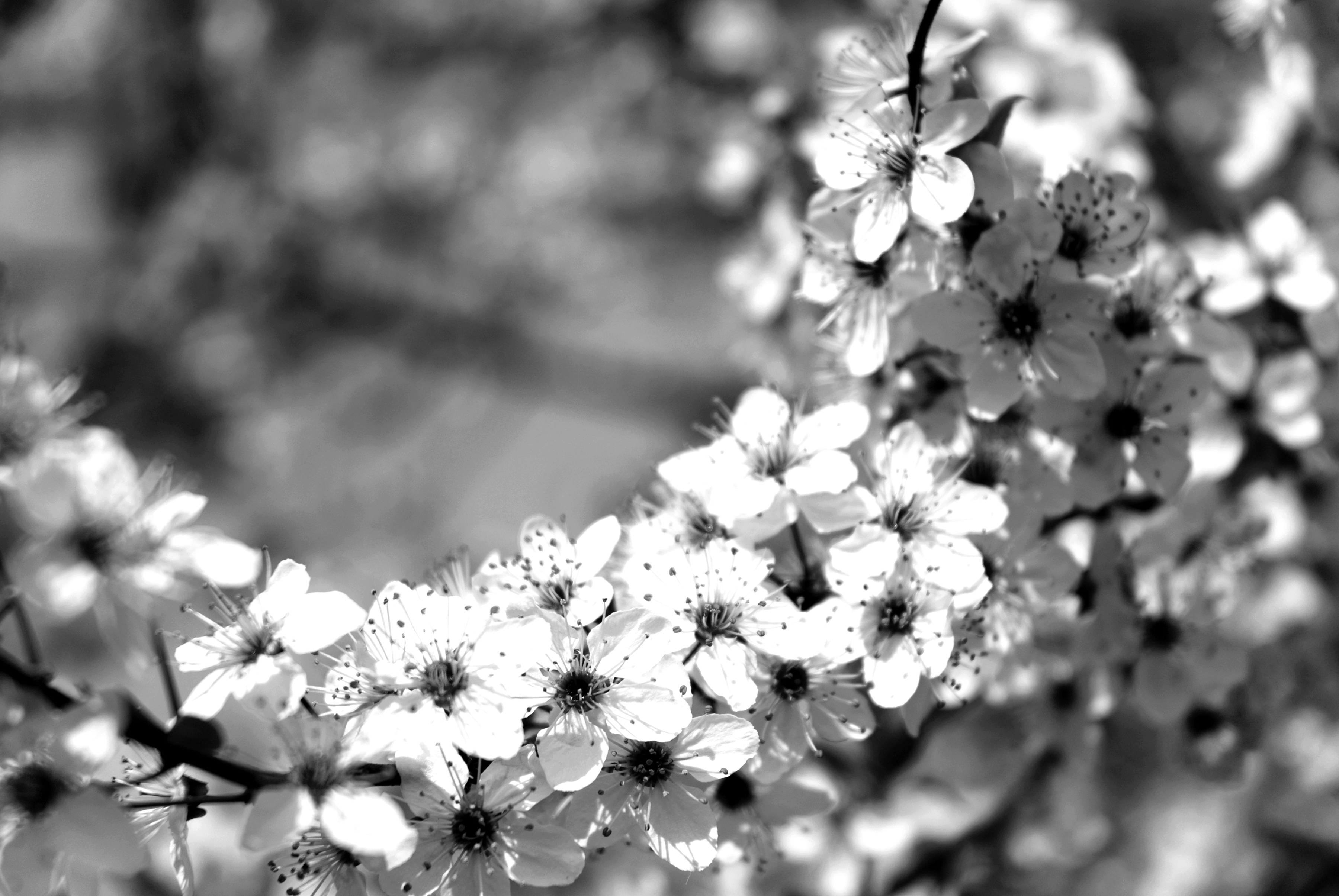 Papermoon Fototapete "Blumen Schwarz & Weiß"