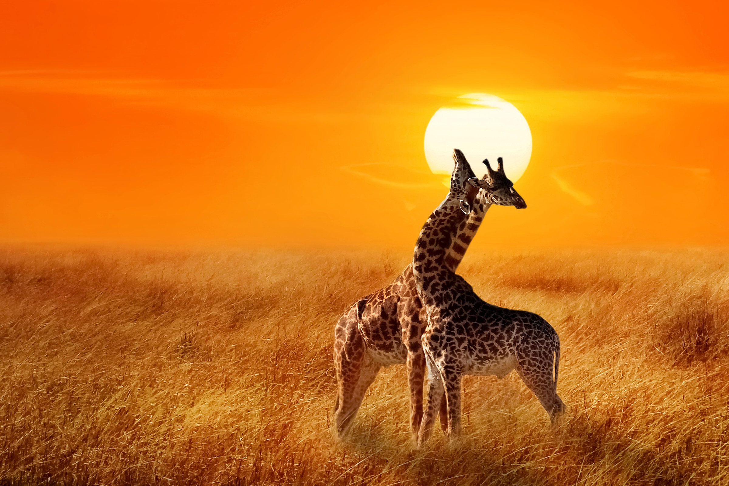 Papermoon Fototapete "Giraffes against Sunset" glatt