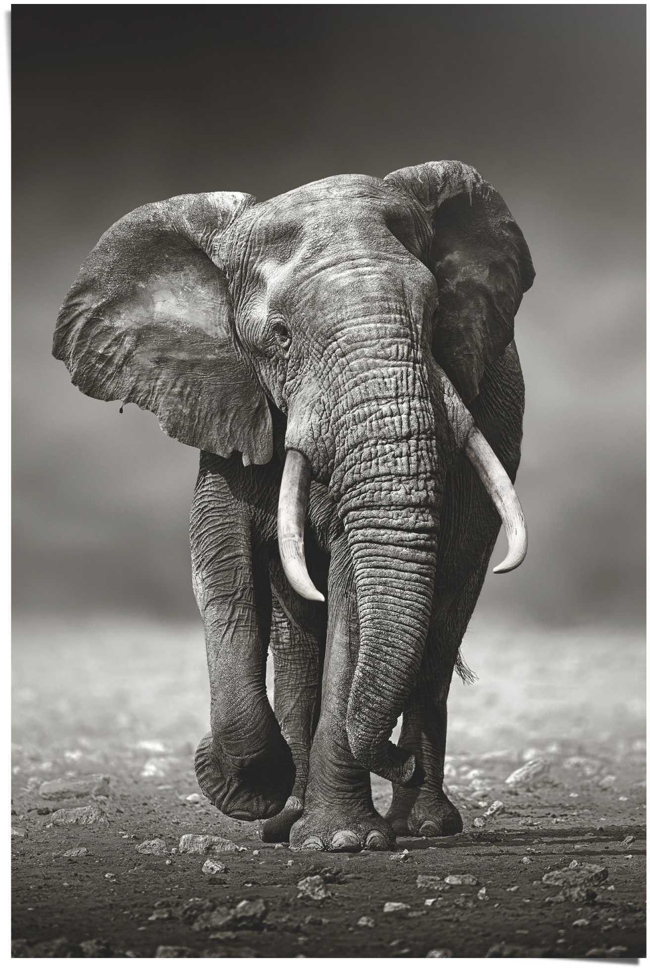 Reinders "Poster Elefant Wanderung" Elefanten 1 tlg. günstig online kaufen