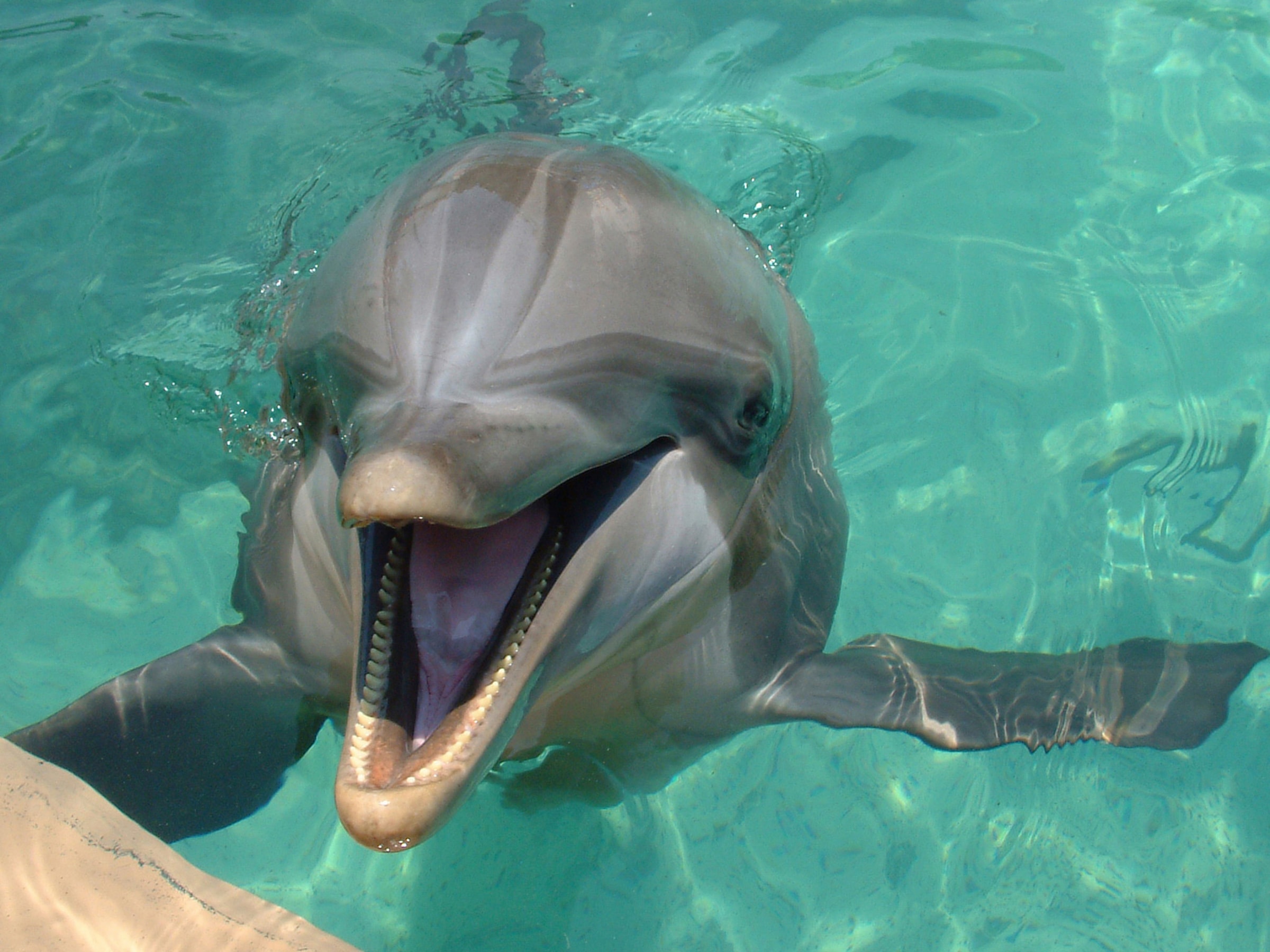 Papermoon Fototapetas »DELFINE-ZAHNWAL TIER SEE ...