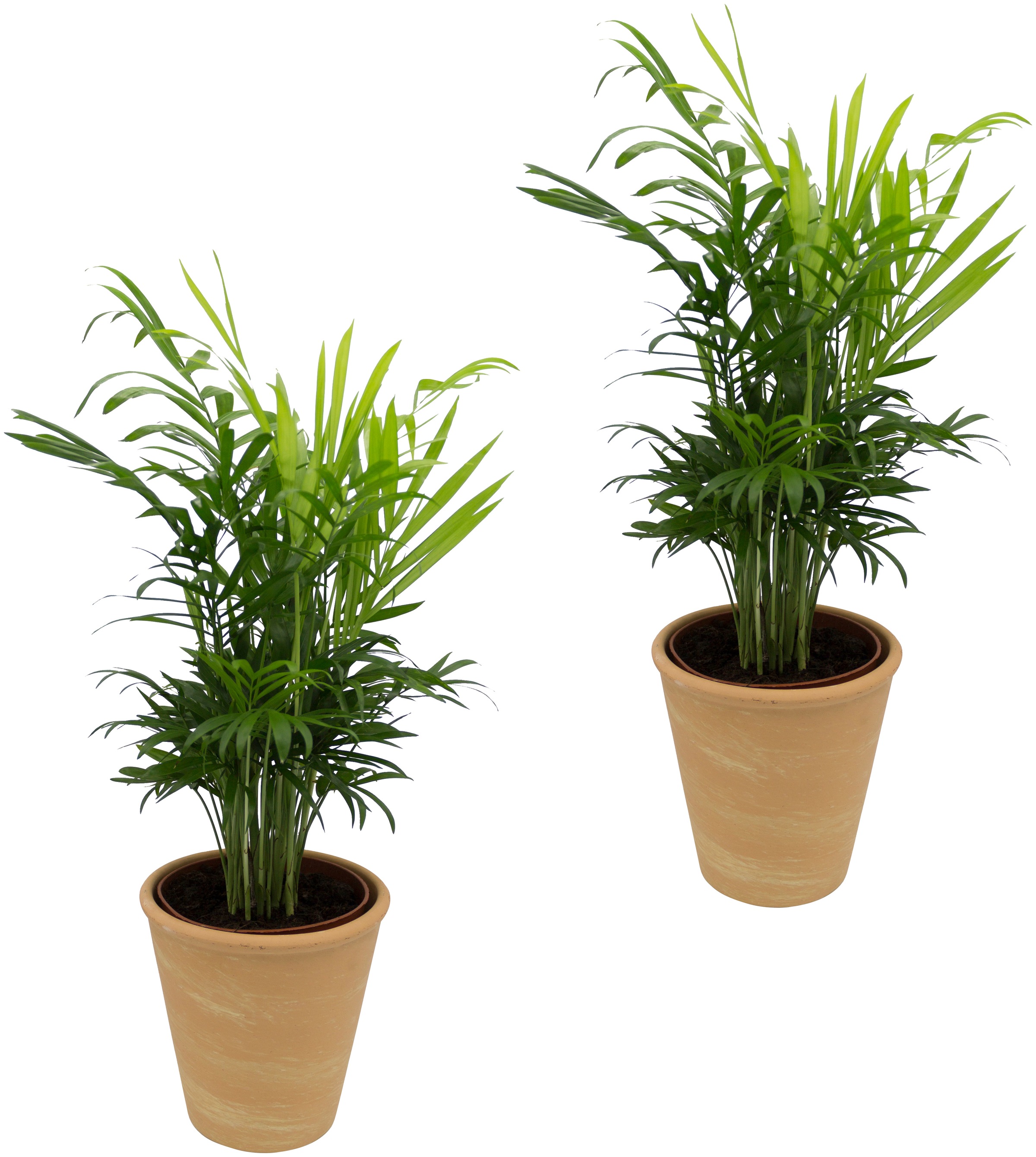 Dominik Zimmerpflanze »Palmen-Set«, (2 St.), Höhe: 30 cm, 2 Pflanzen in Dekotöpfen kaufen