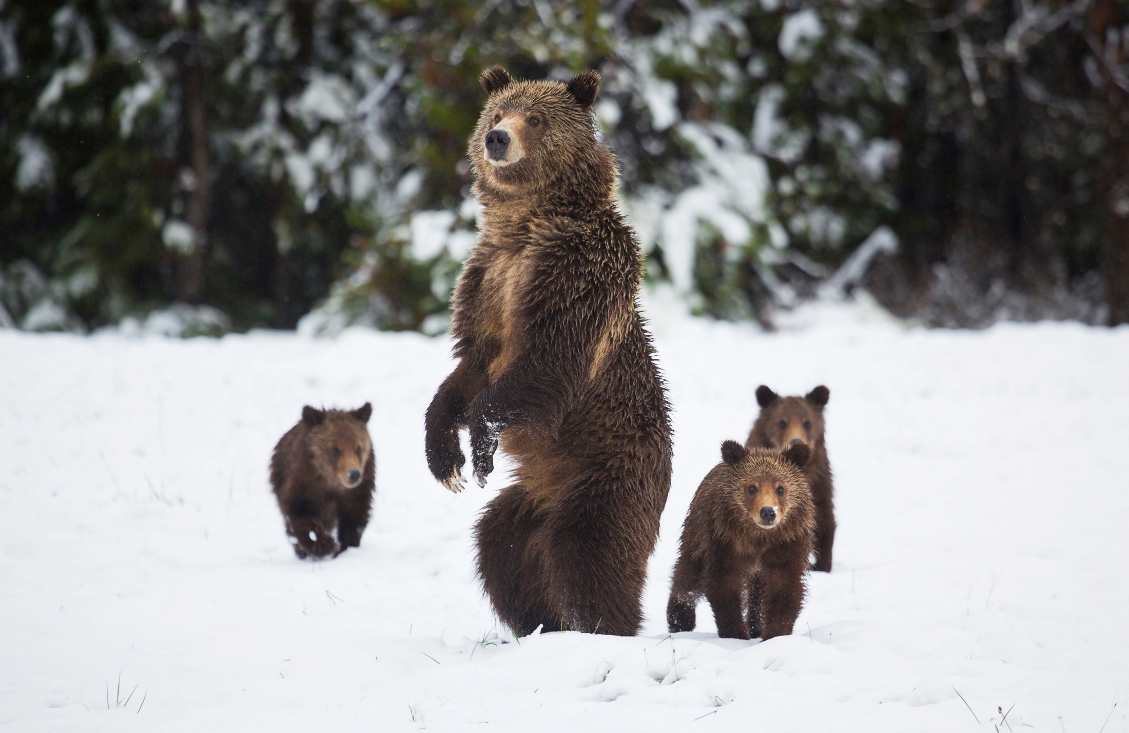 Papermoon Fototapete "GRIZZLEY BÄR-MIT JUNGEN WINTER NATUR WILDE TIERE WALD"