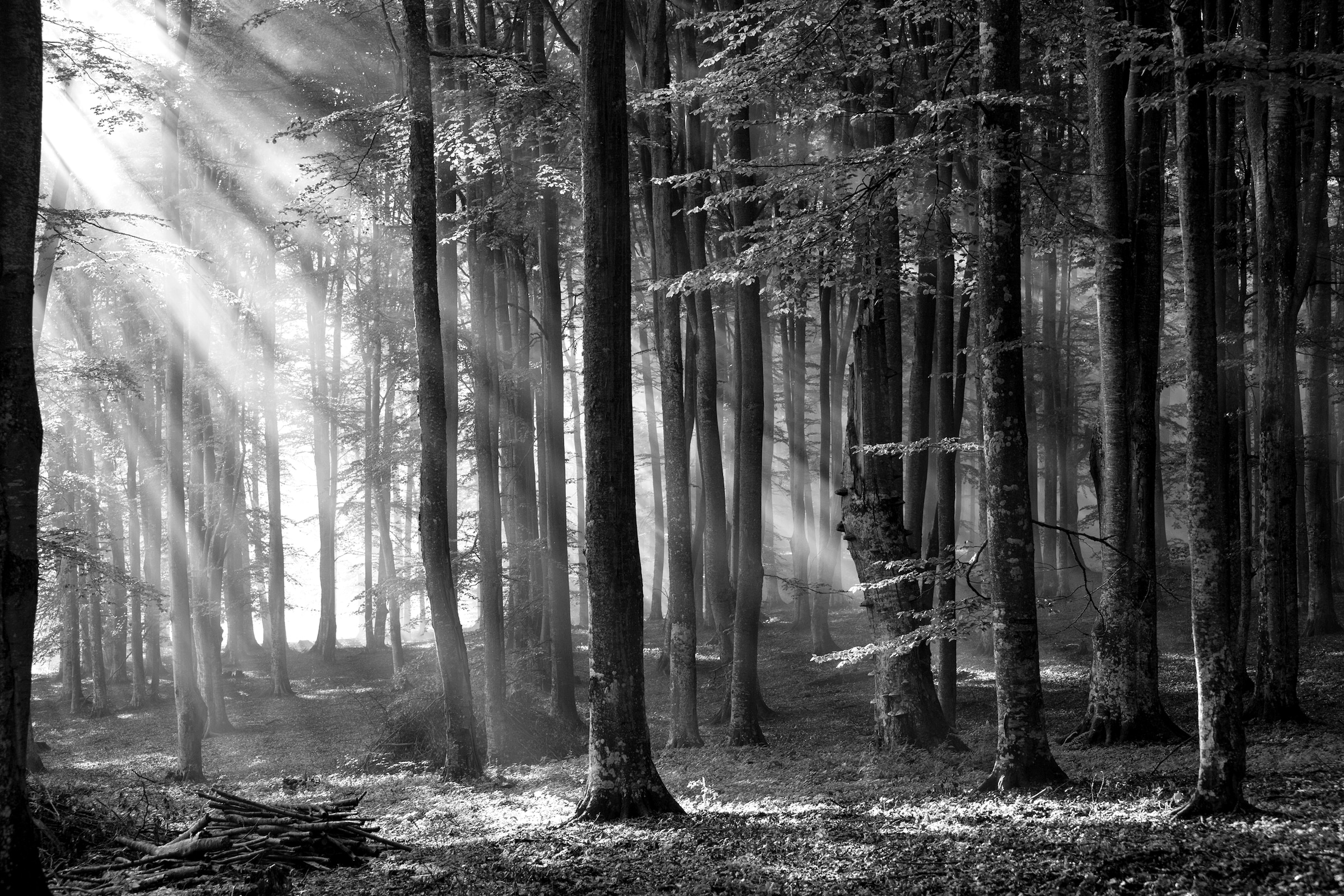 Papermoon Fototapete "Wald Schwarz & Weiß" günstig online kaufen