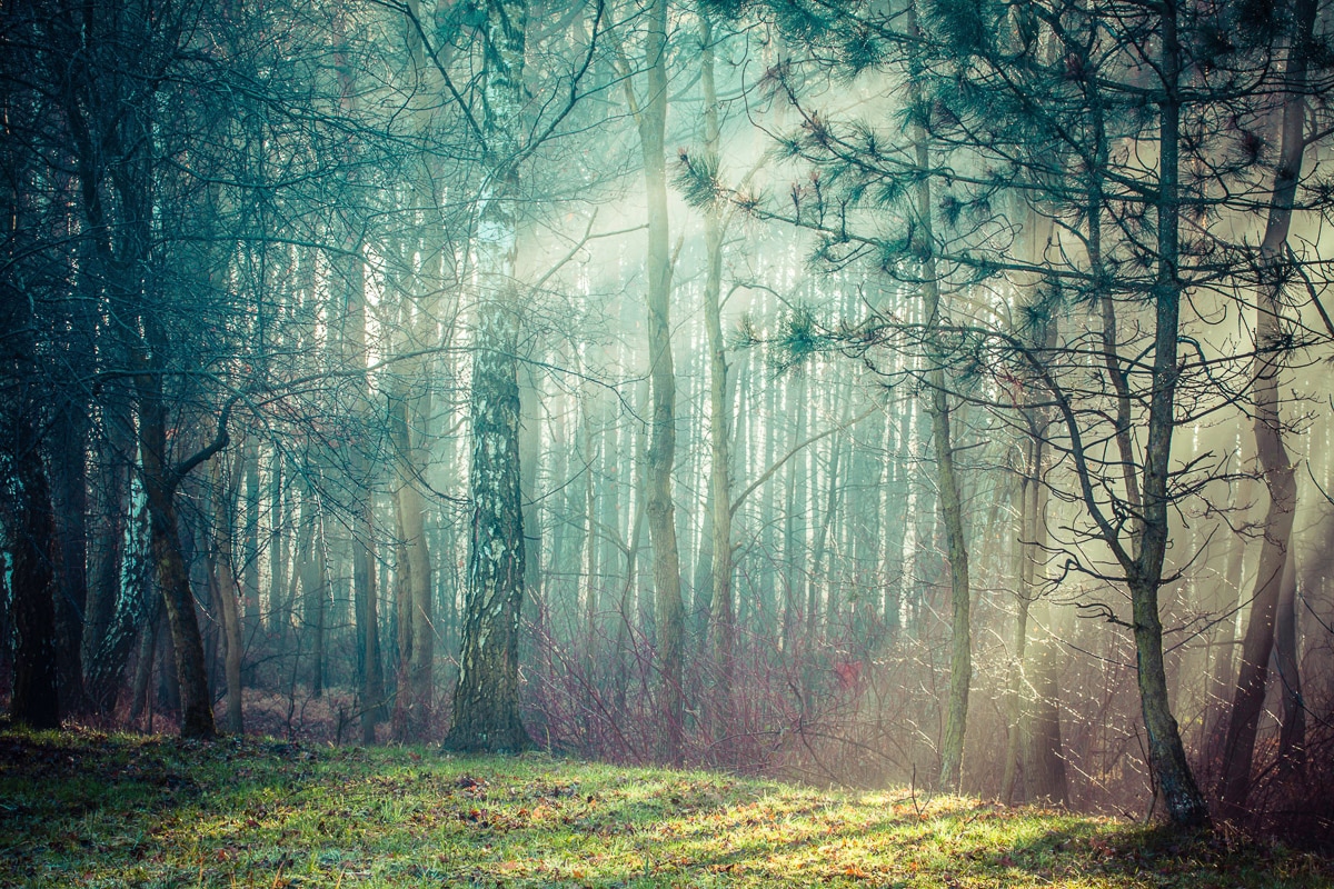 Papermoon Fototapete "Wald"