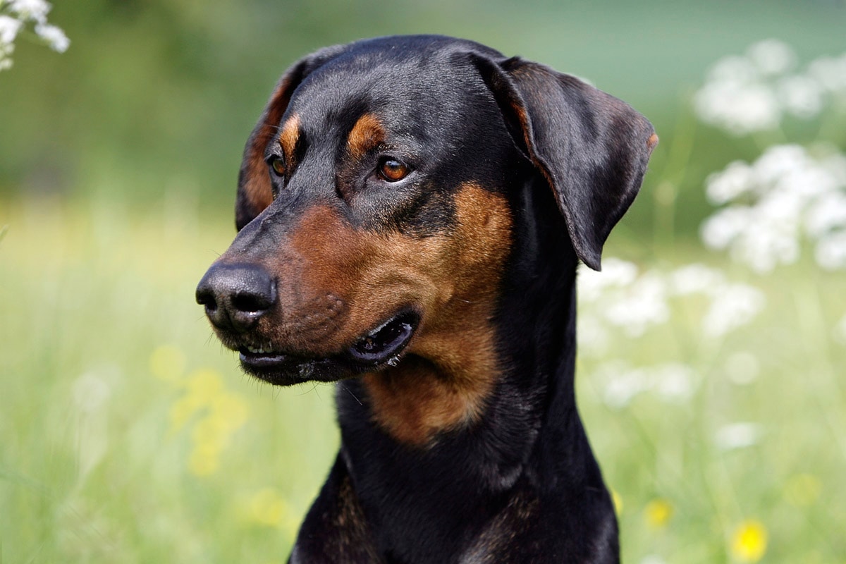 Papermoon Fototapete "Hund"
