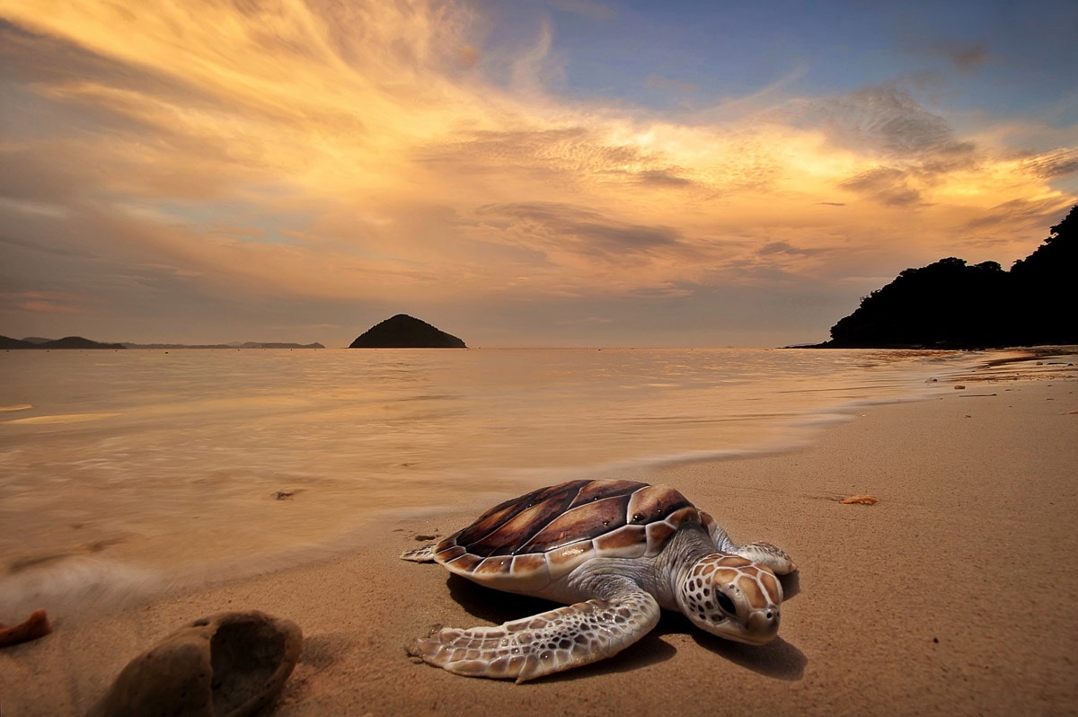 Papermoon Fototapete »Schildkröte am Strand«