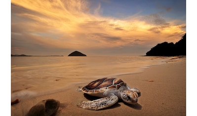 Fototapete »Schildkröte am Strand«