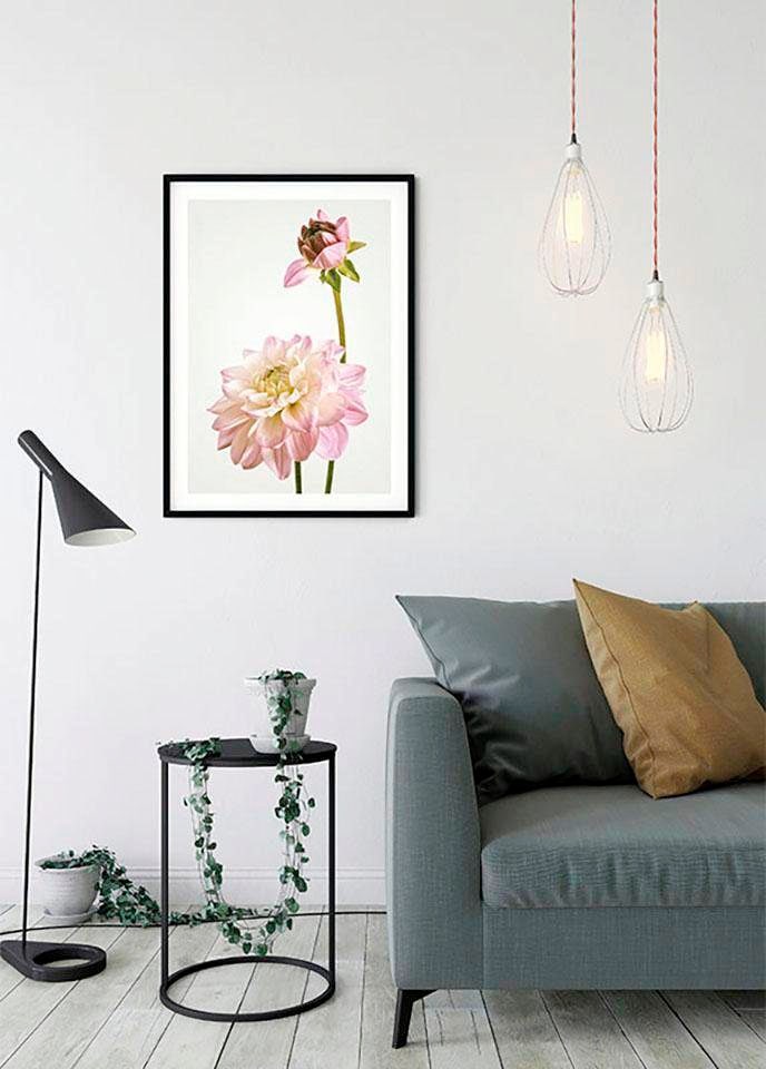 Komar Bild »Dahlia«, Blumen, (1 St.), Wandbild zur Dekoration - ohne Rahmen
