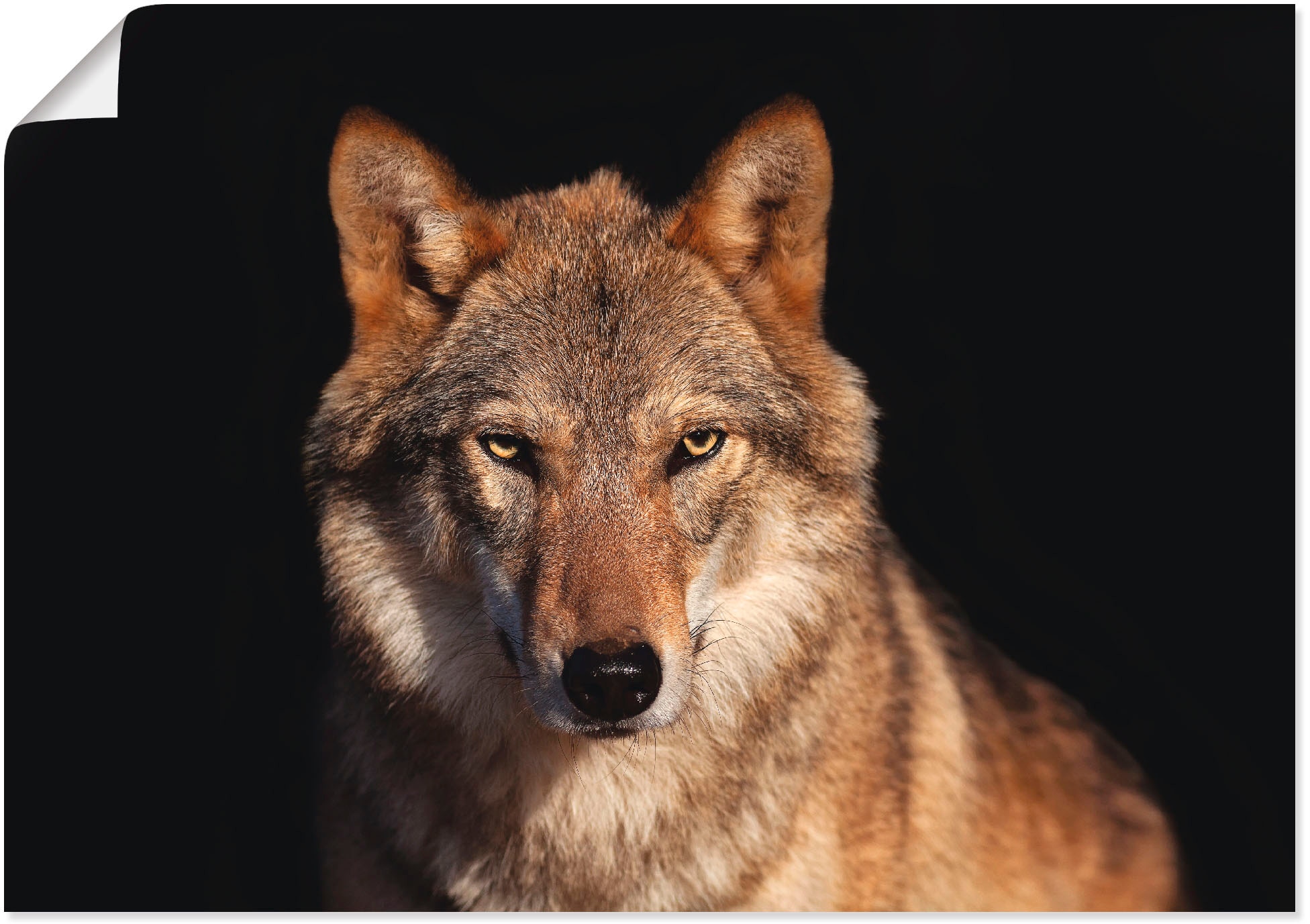 Bönninghoff »Wolf«, Leinwandbild St.) | kaufen BAUR (1
