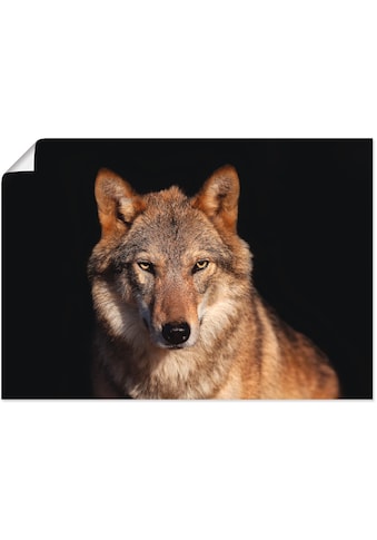 Artland Paveikslas »Wolf« Wildtiere (1 St.) ka...