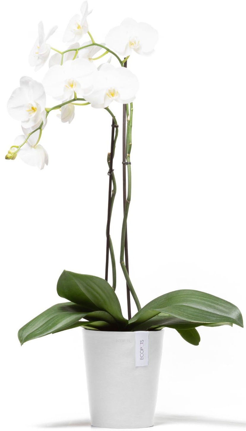ECOPOTS Blumentopf »Morinda Orchidee 17 Weiß« für den Innenbereich