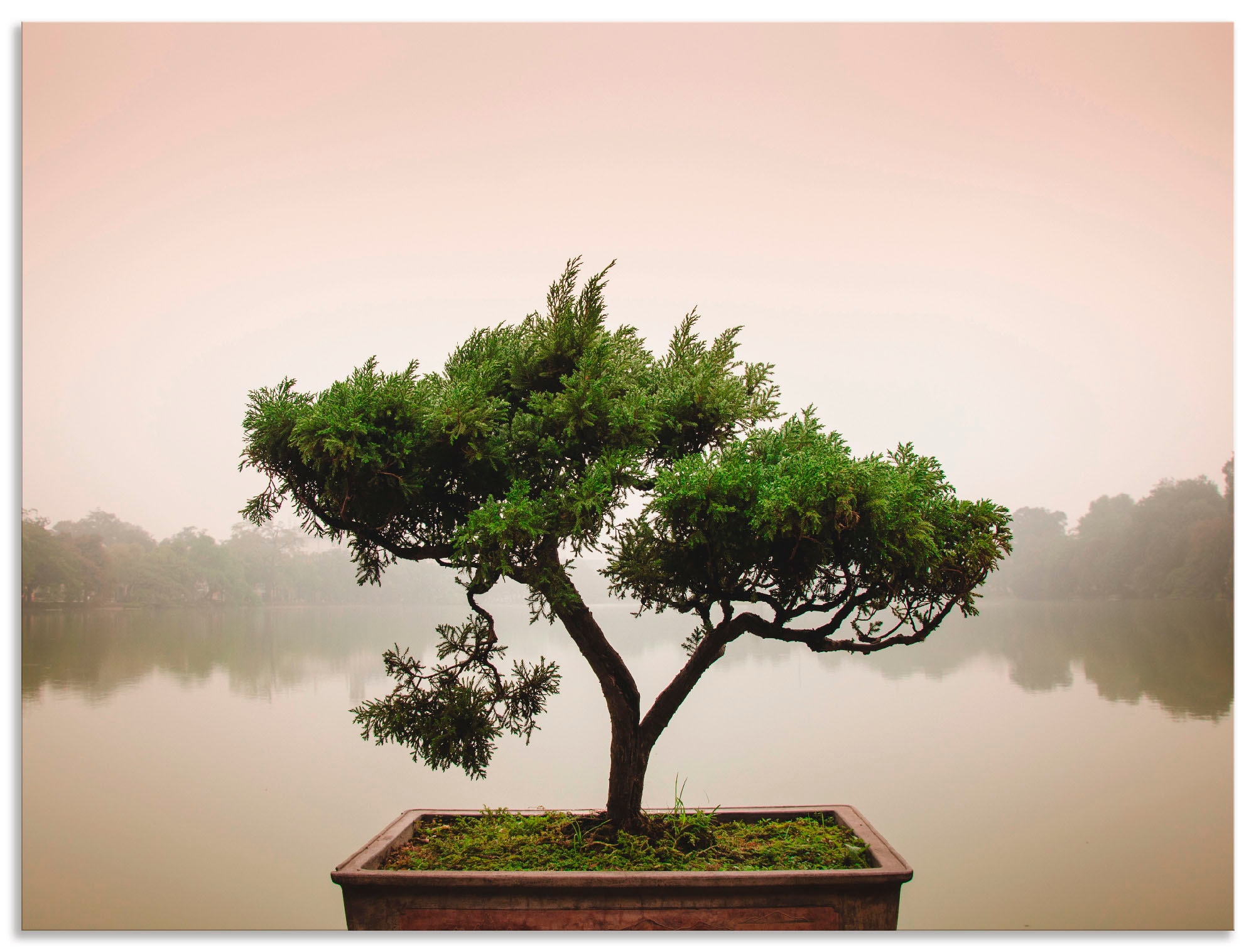 BAUR | oder St.), Wandbild Wandaufkleber Größen »Chinesischer Leinwandbild, versch. als kaufen Artland Alubild, Bonsaibaum«, Bäume, (1 Poster in