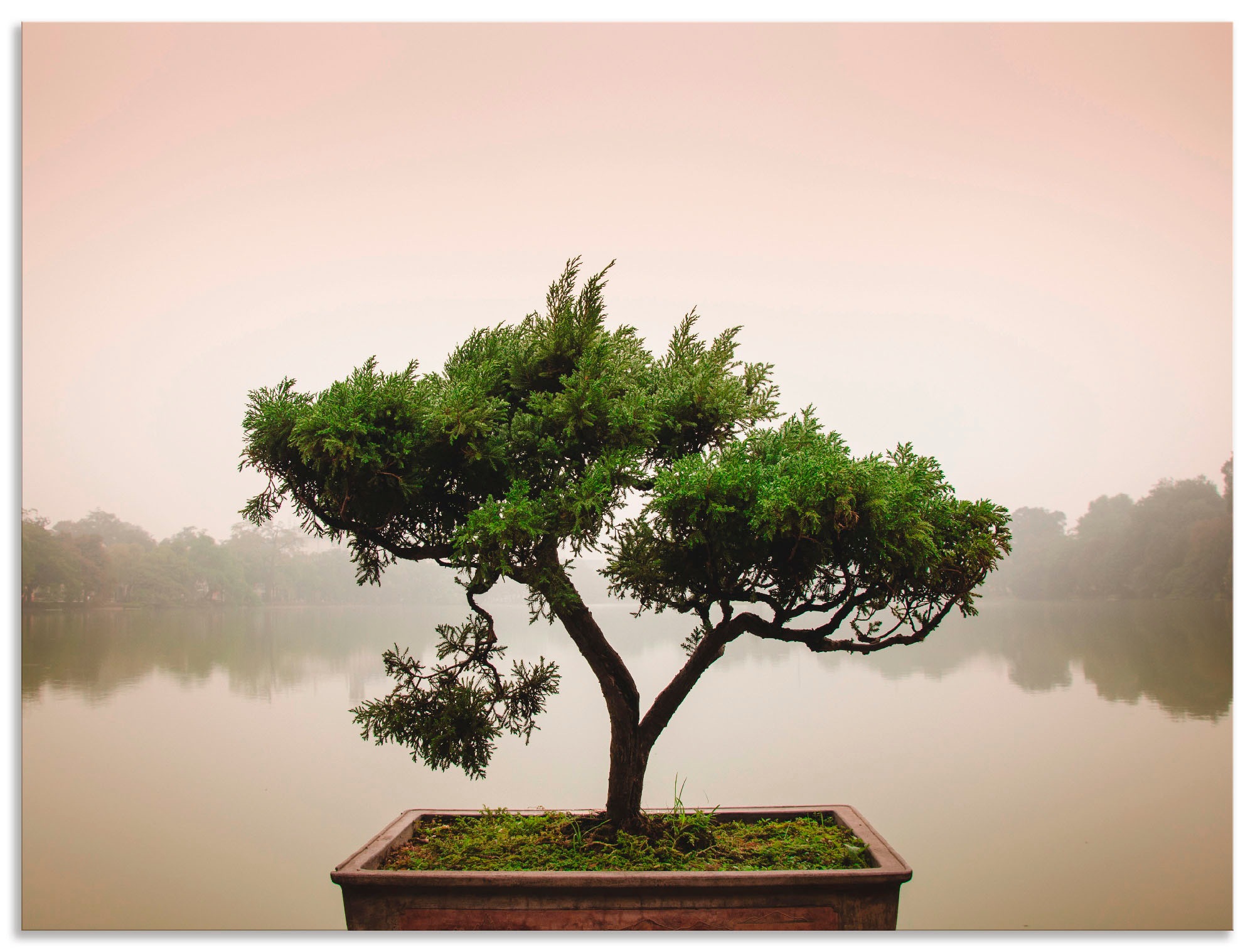 Artland Wandbild »Chinesischer Bonsaibaum«, Bäume, (1 St.), als Alubild,  Leinwandbild, Wandaufkleber oder Poster in versch. Größen kaufen | BAUR