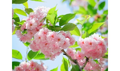 Fototapete »Sakury Cherry Blossom«