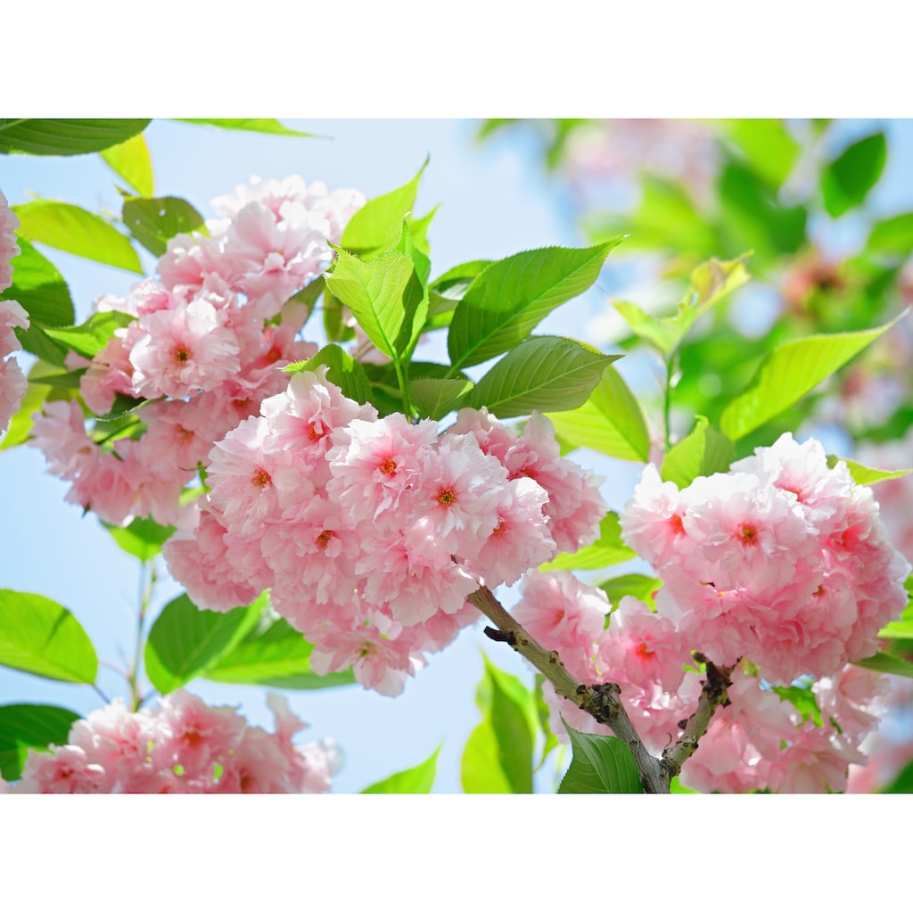 Papermoon Fototapete »Sakury Cherry Blossom«