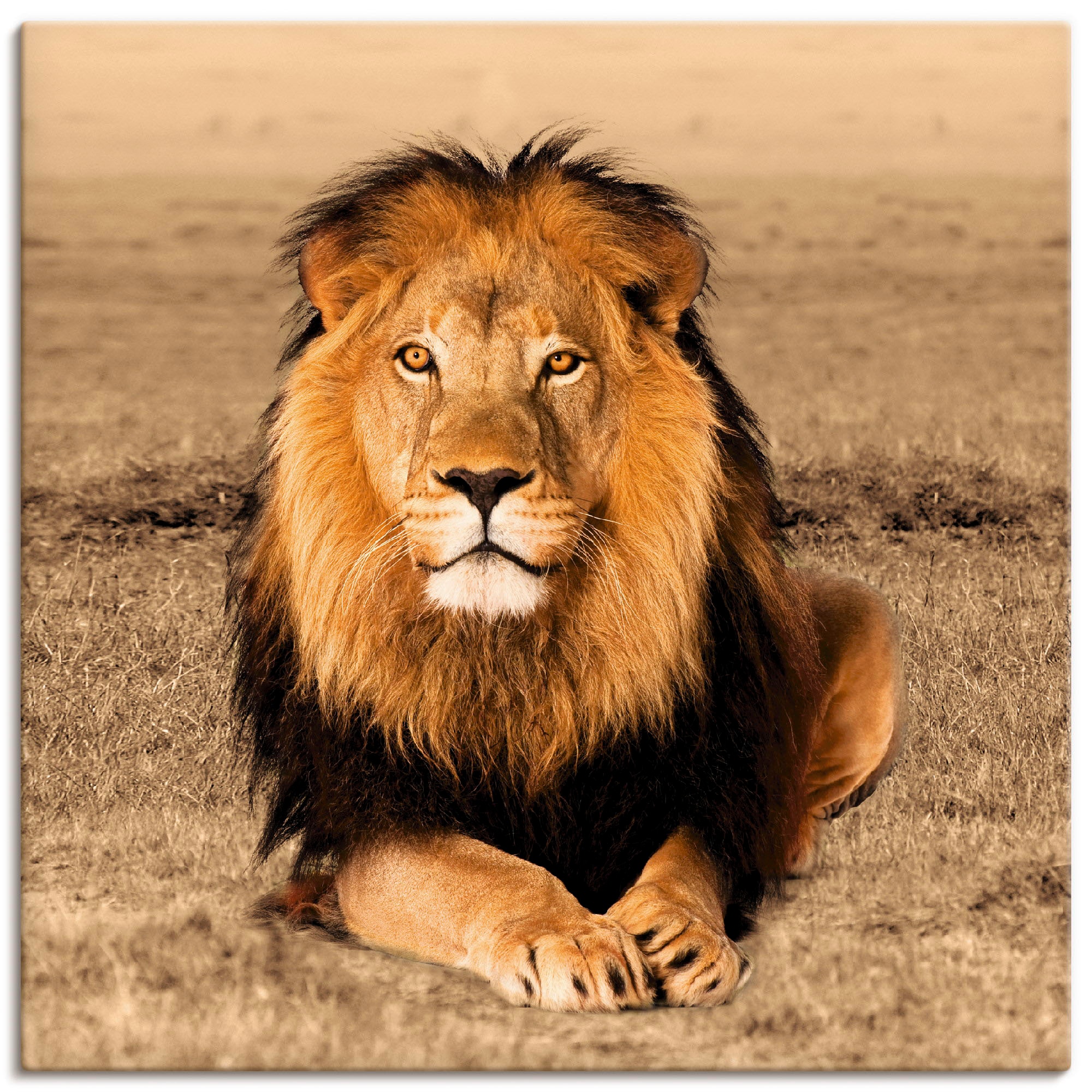 Artland Wandbild »Löwe«, Wildtiere, als (1 BAUR in kaufen | Poster versch. oder St.), Größen Wandaufkleber Alubild, Leinwandbild