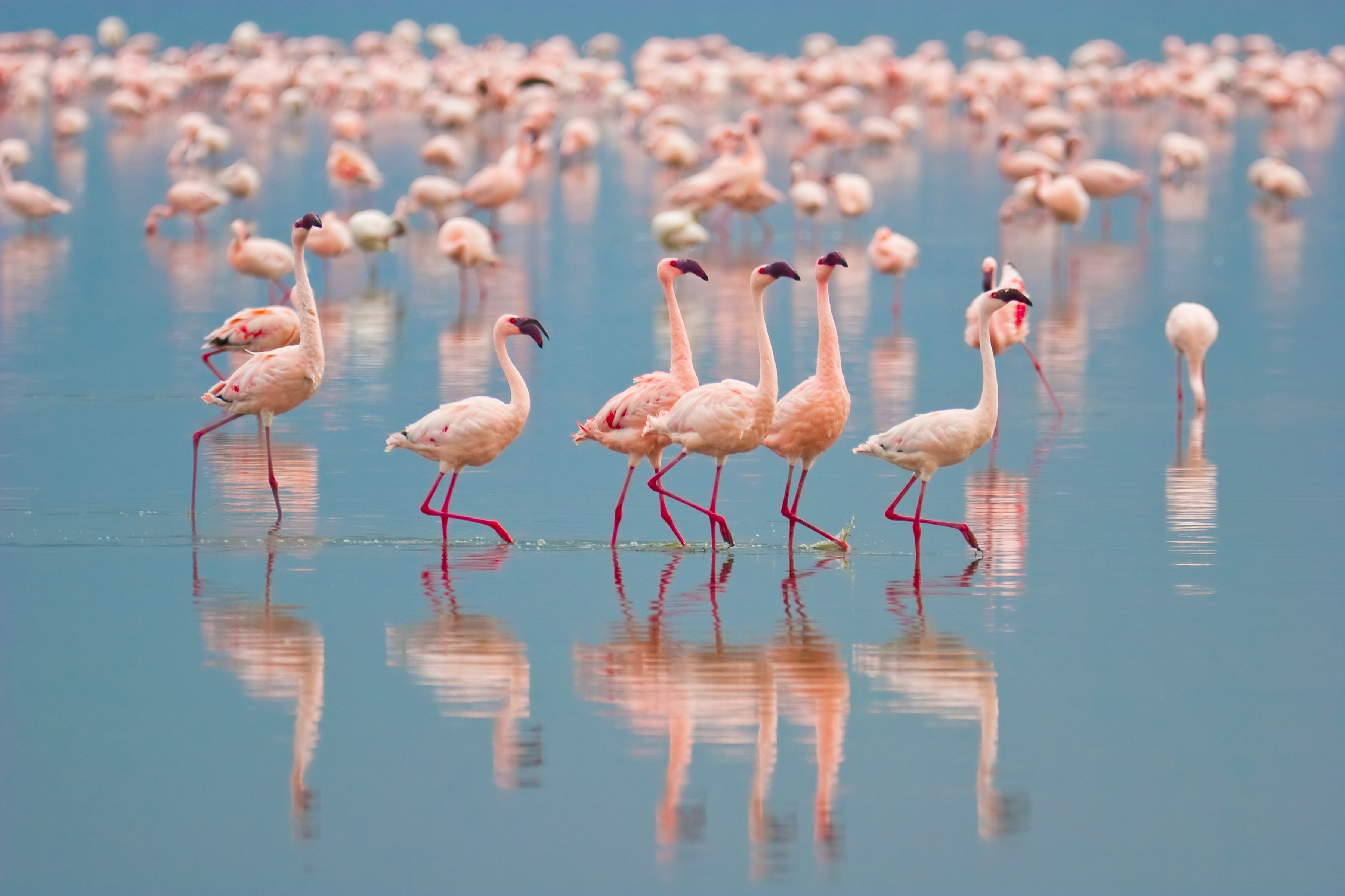 Papermoon Fototapete "Flamingos" glatt