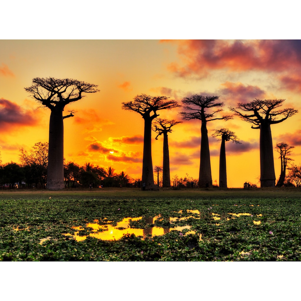 Papermoon Fototapete »Baobabs Trees African Sunset«