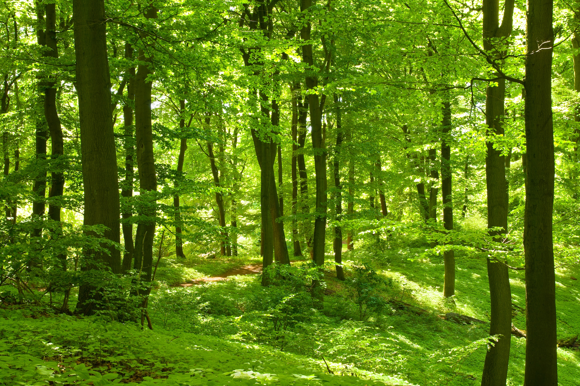 Papermoon Fototapete "German Beech Forest" glatt günstig online kaufen