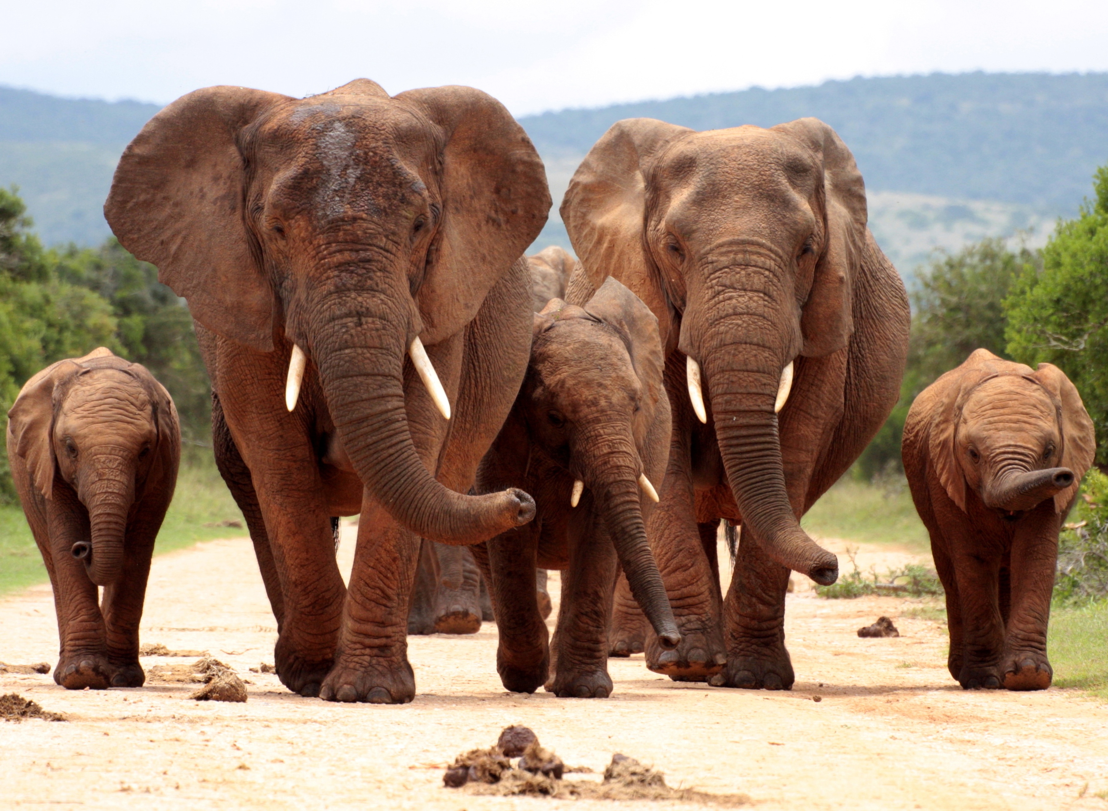 Papermoon Fototapete "African Elephant Herd" glatt