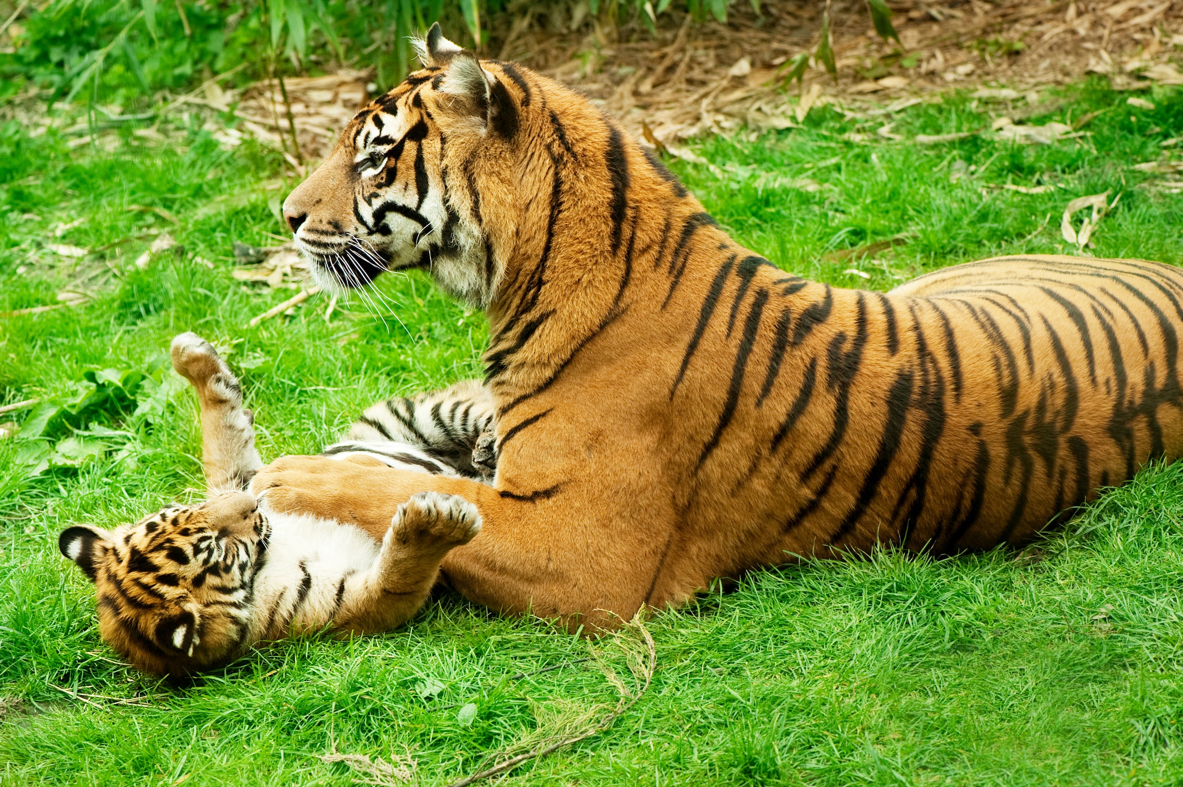 Papermoon Fototapete "Tiger with Baby" glatt