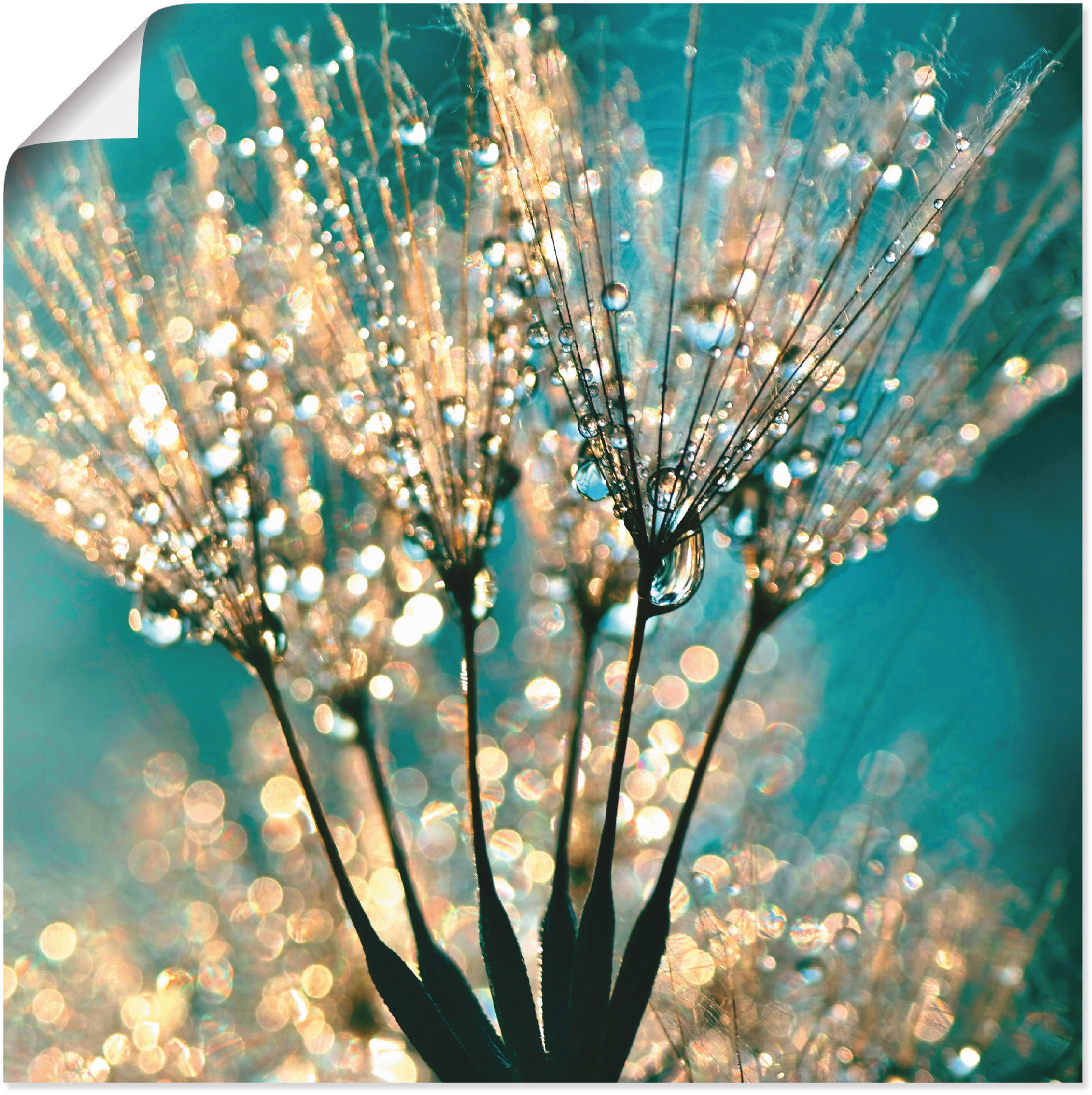 Artland Wandbild "Pusteblume Schirmchen abstrakt" Blumen 1 Stk. tlg. als Leinwandbild, Poster in verschied. Größen
