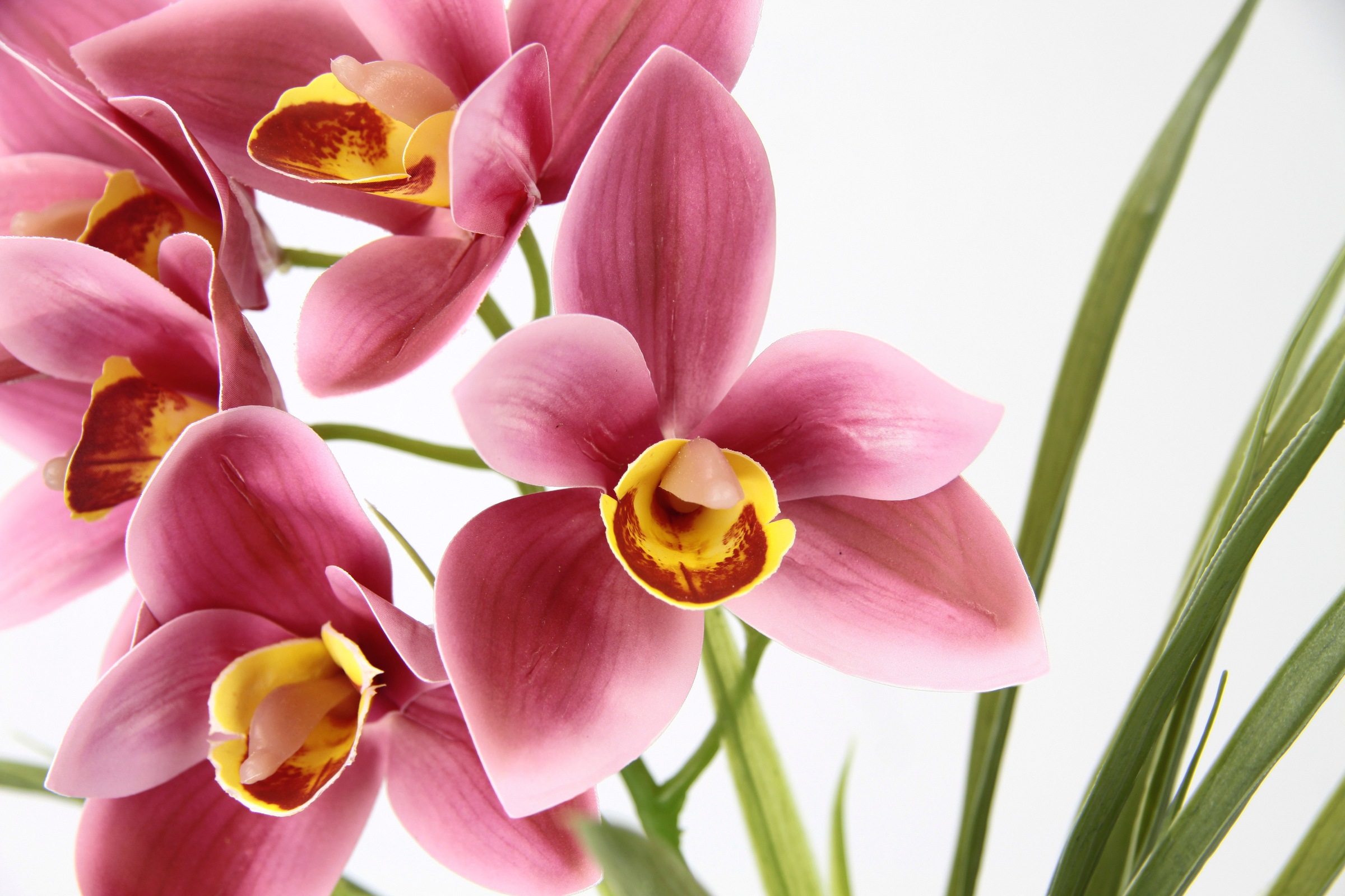 my home Kunstblume »Orchidee«, Mit Blätter im Topf aus Zement Künstliche Blume Cymbidium-Orchidee