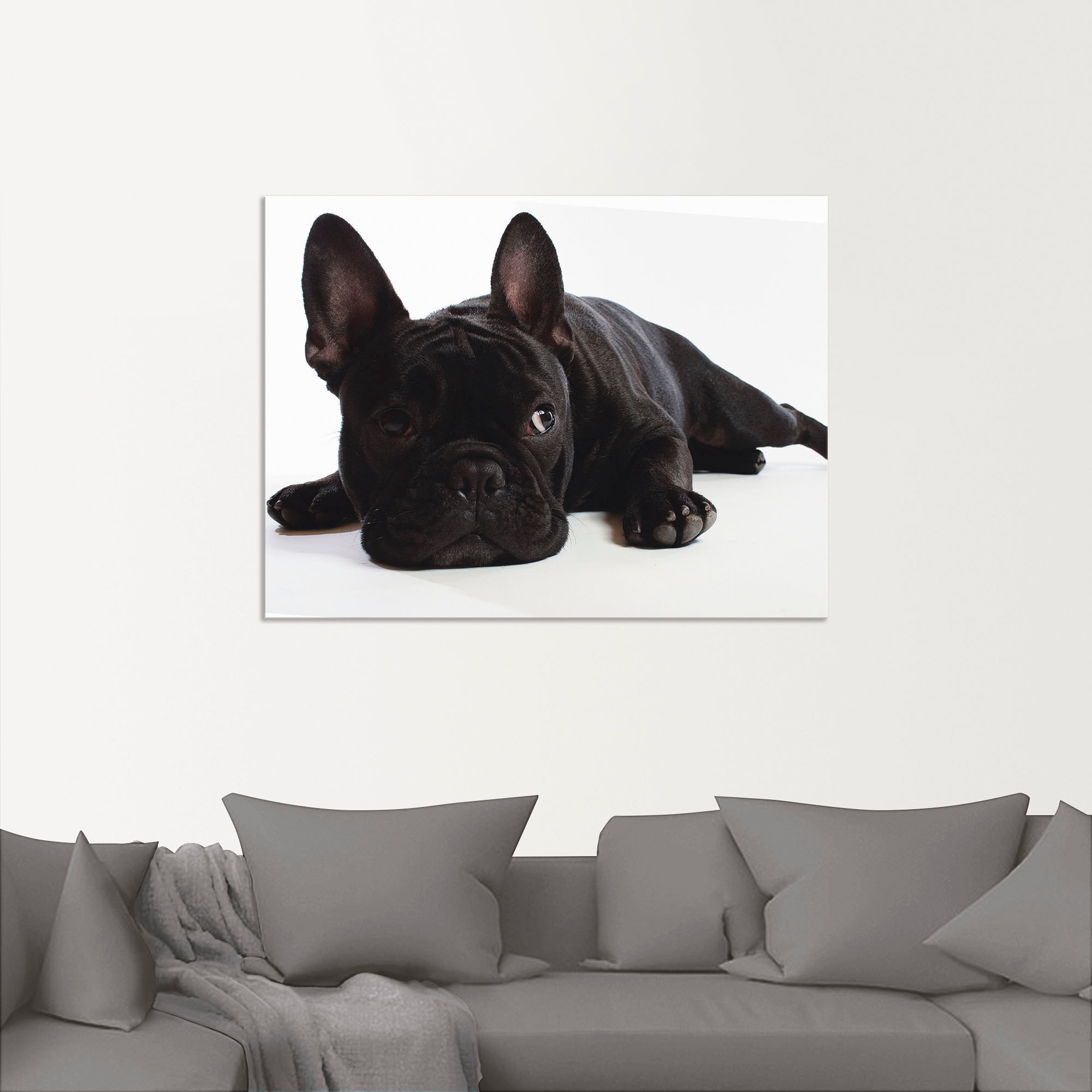 Artland Wandbild "Bulldogge", Haustiere, (1 St.), als Alubild, Outdoorbild, günstig online kaufen